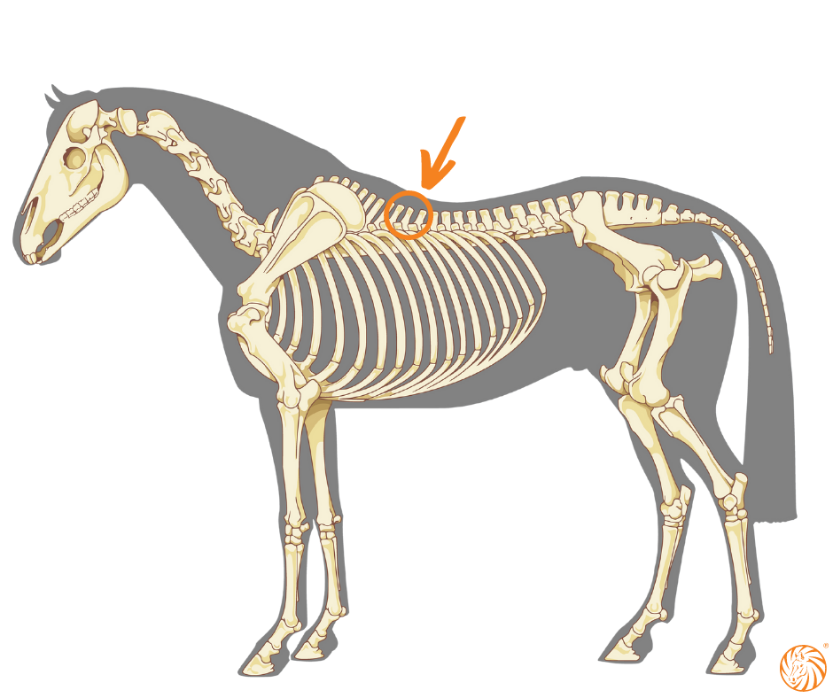 11-bis-13-Brustwirbel-beim-Pferd-Equine-74