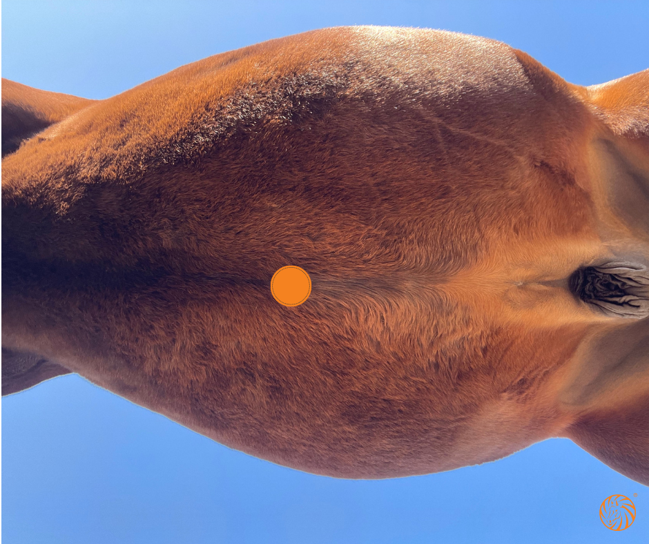 Magen-Alarmpunkt-beim-Pferd-Equine-74