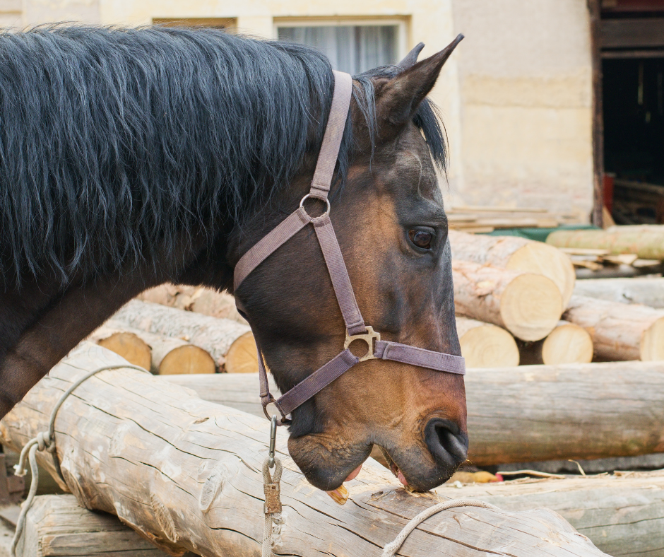 Koppen-Verhaltensstoerung-beim-Pferd-Stress-Equine-74