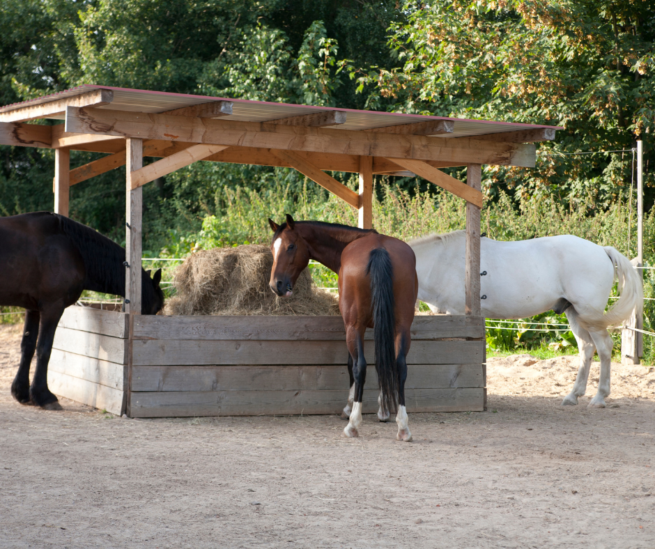 Pferdefuetterung-Bedarfsrechnung-Equine-74