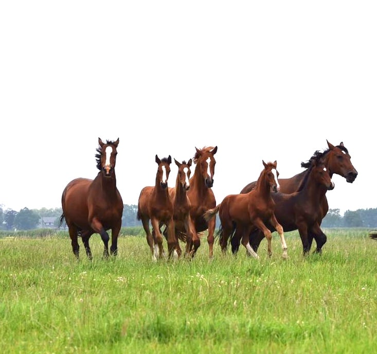 Herde-Pferde-Hof-Seeverns-Equine-74