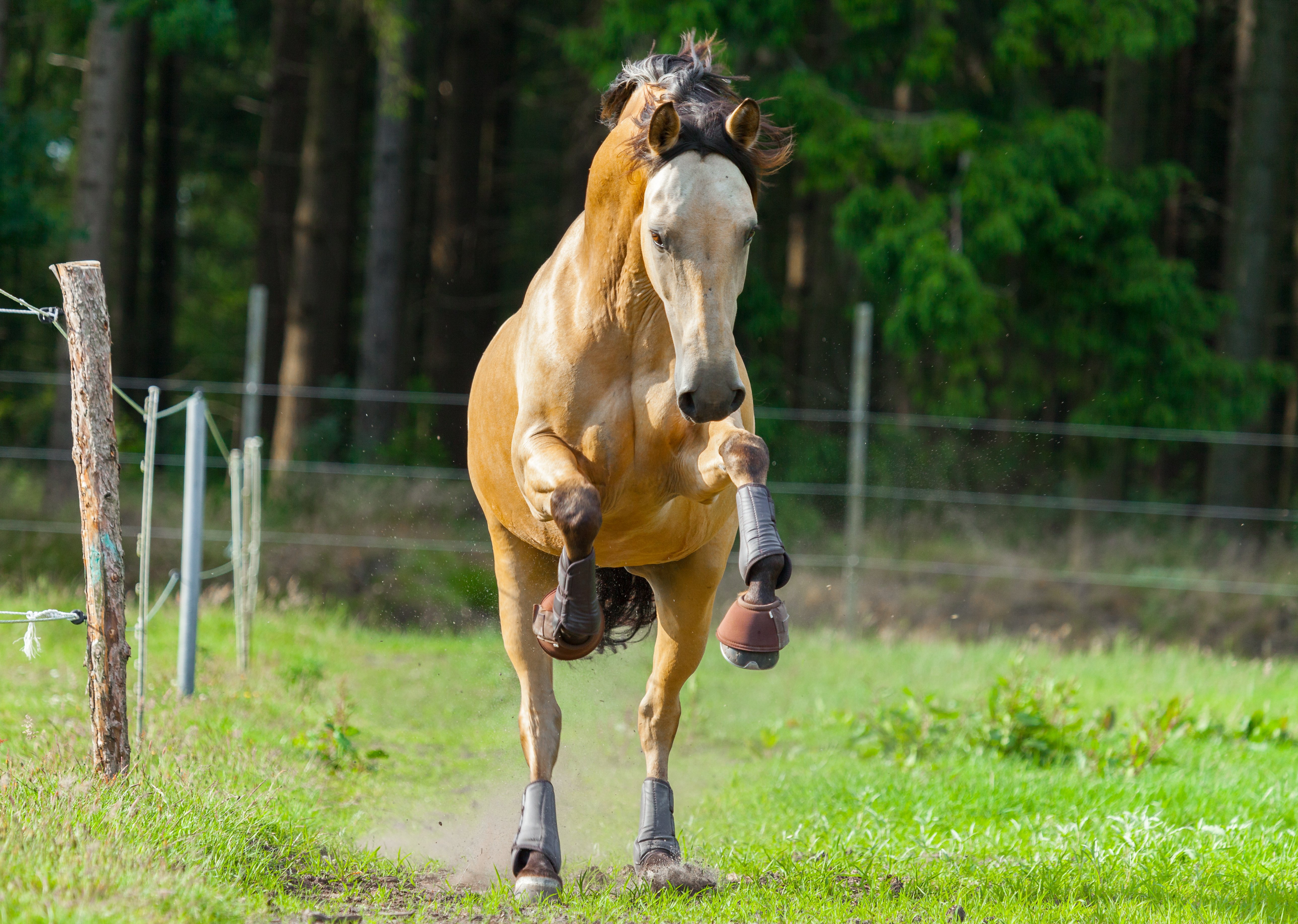 Energiebedarf-des-Pferdes-Equine-74
