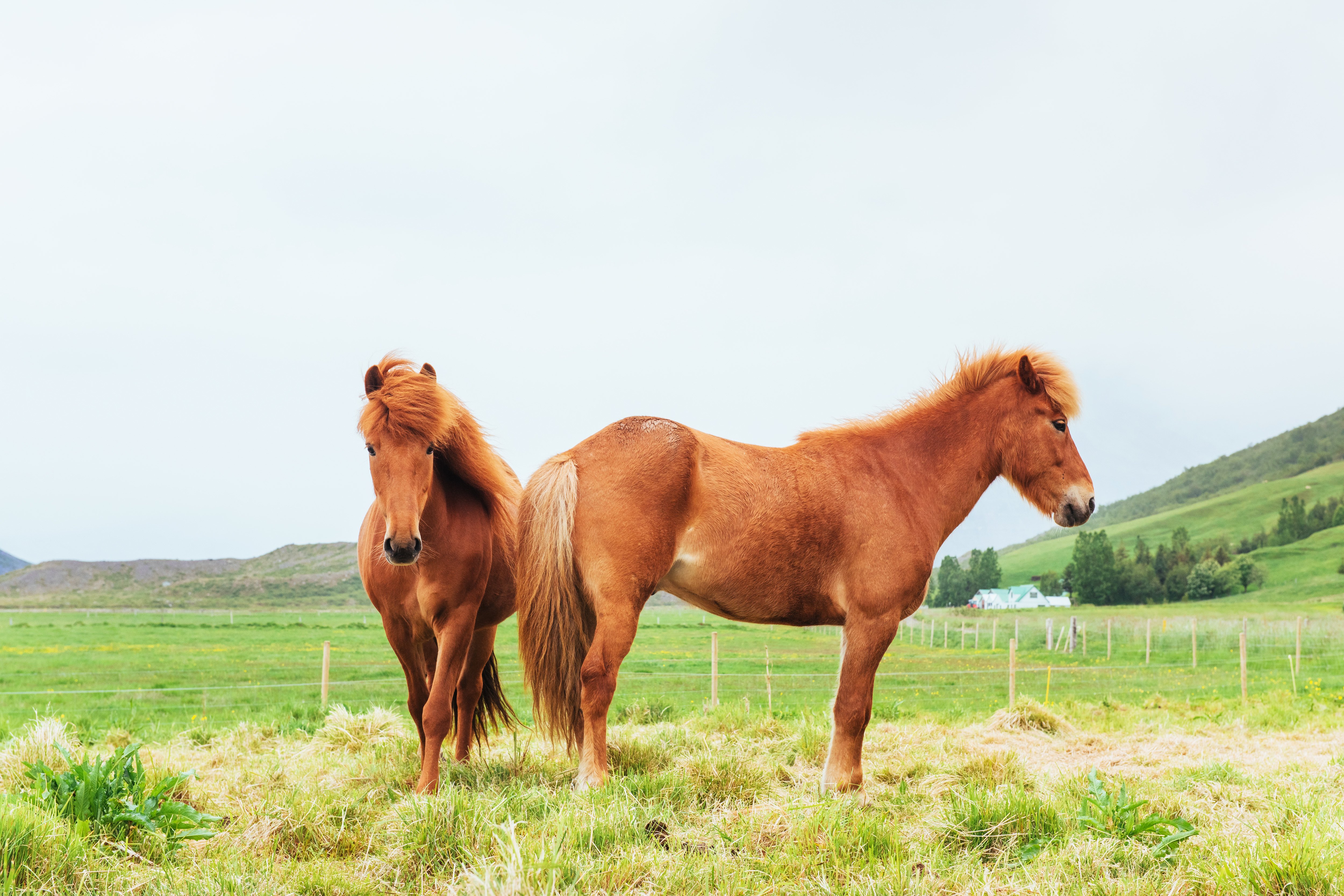 Pferdefuetterung-Weide-Equine-74