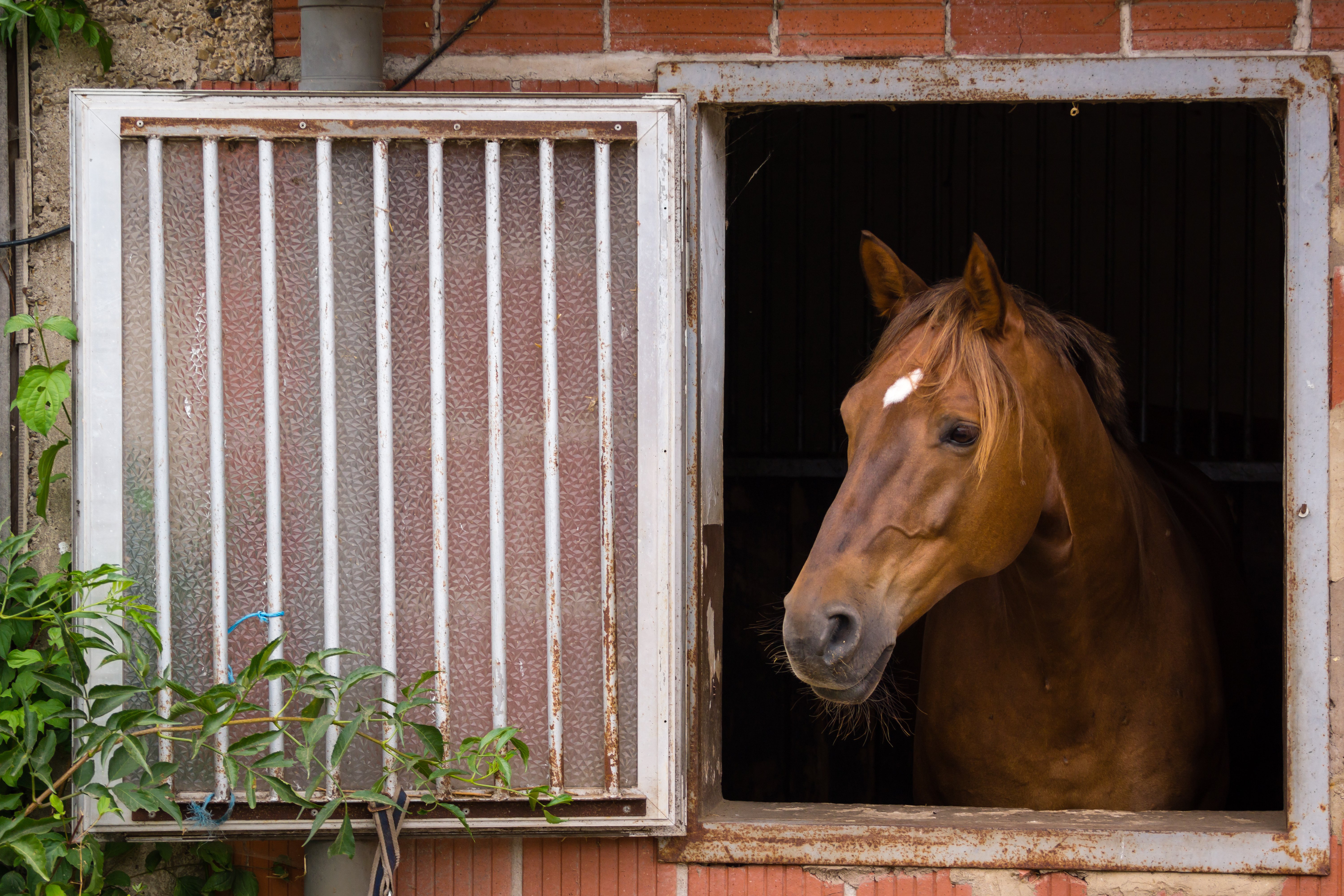 Was-brauchen-Pferde-zum-glücklich-sein-Equine-74