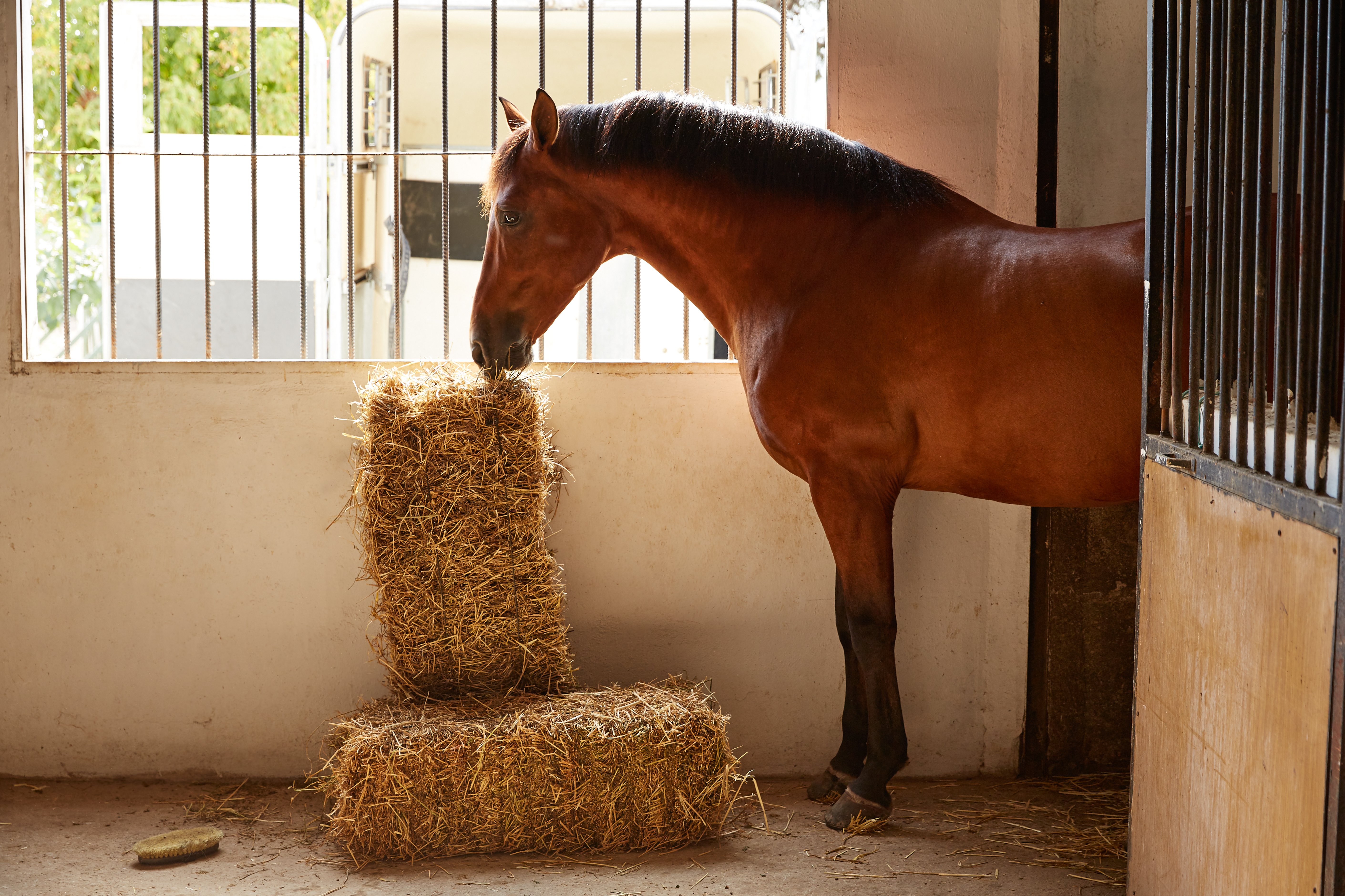 Stroh-fuer-Pferde-Equine-74
