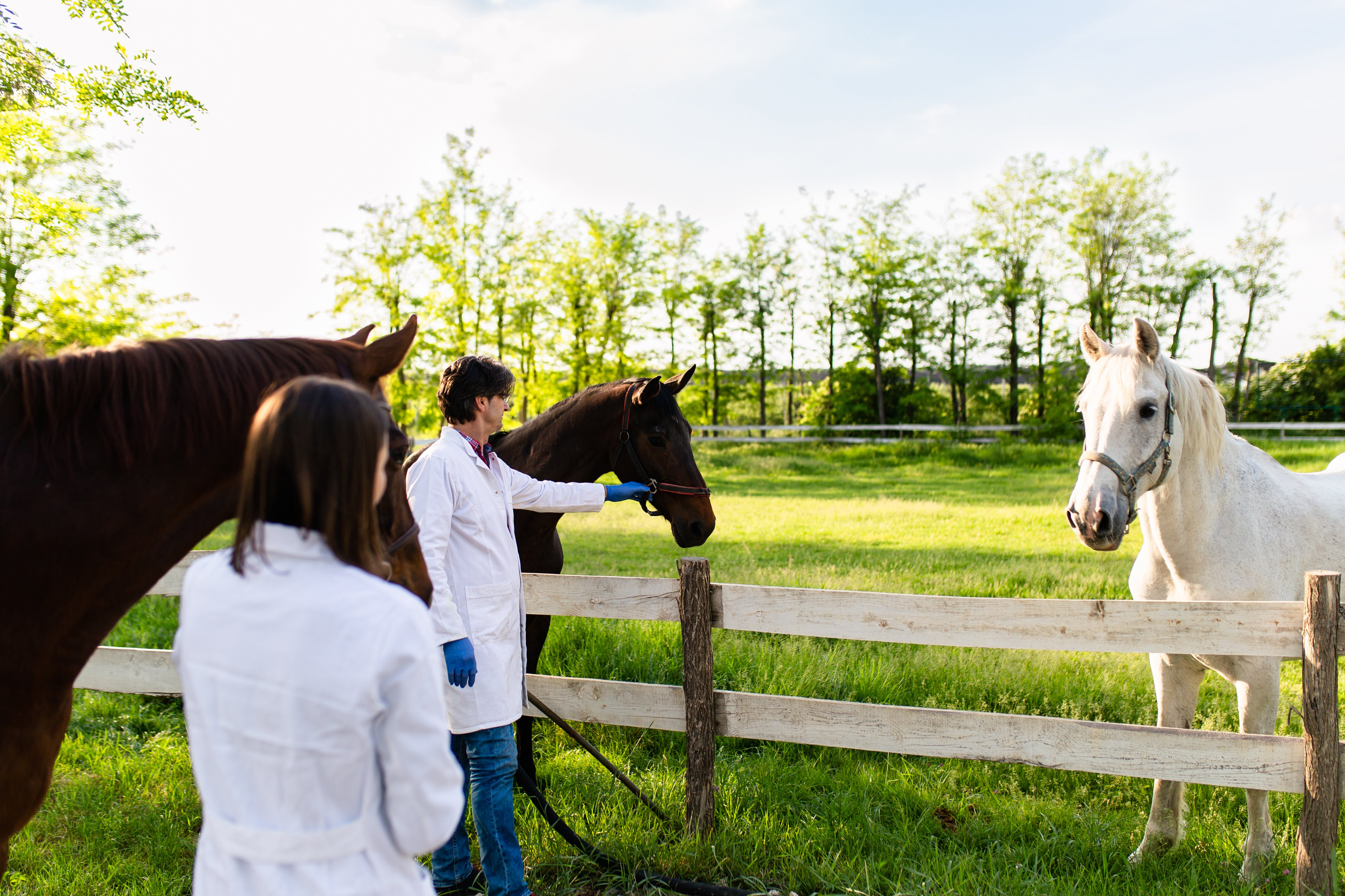 Wissenschaftliche Studien Pferd Equine 74 