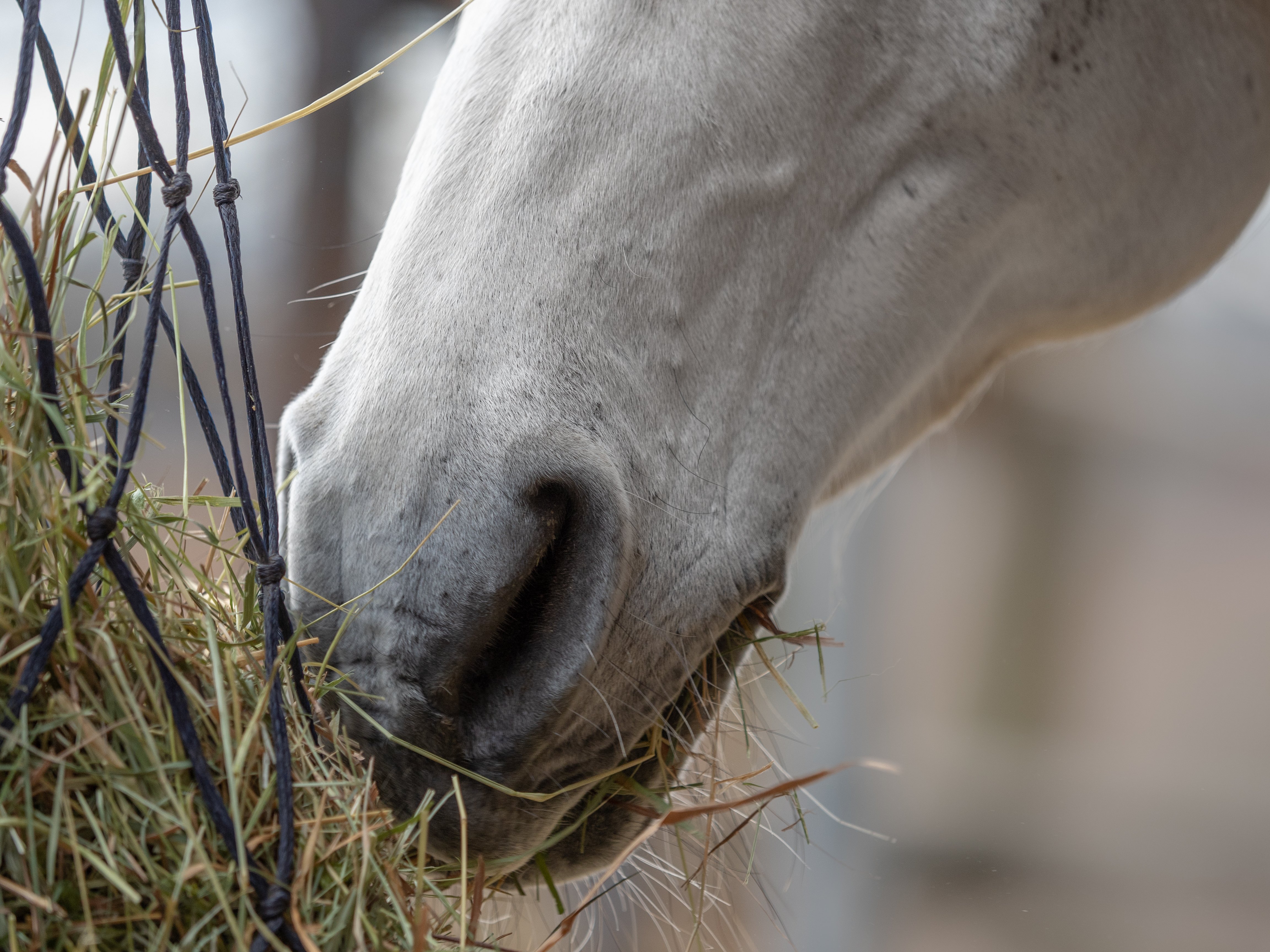 Heunetze-fuer-Pferde-Equine-74