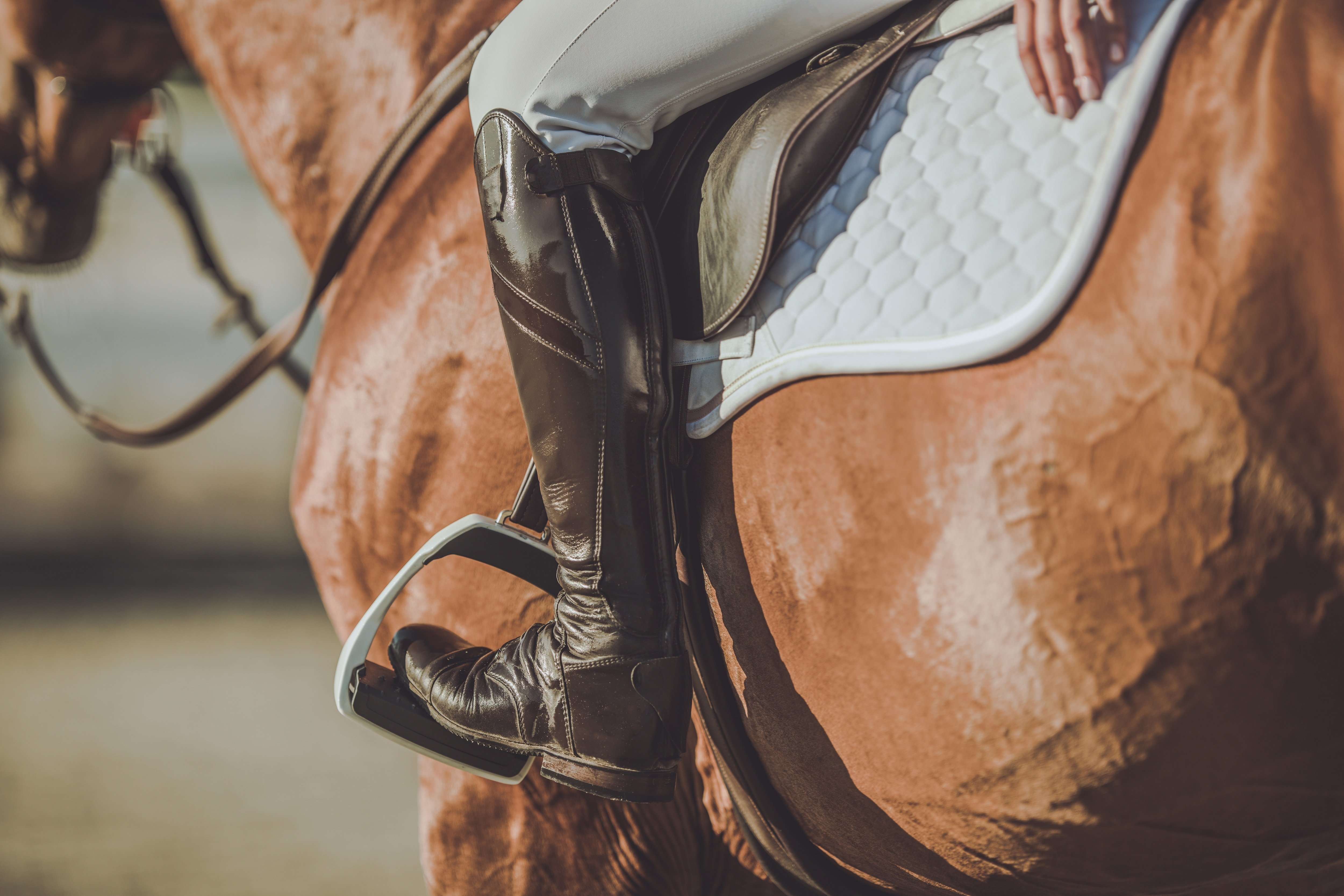 Gurtzwang-beim-Pferd-Symptom-Magengeschwuer-Equine-74