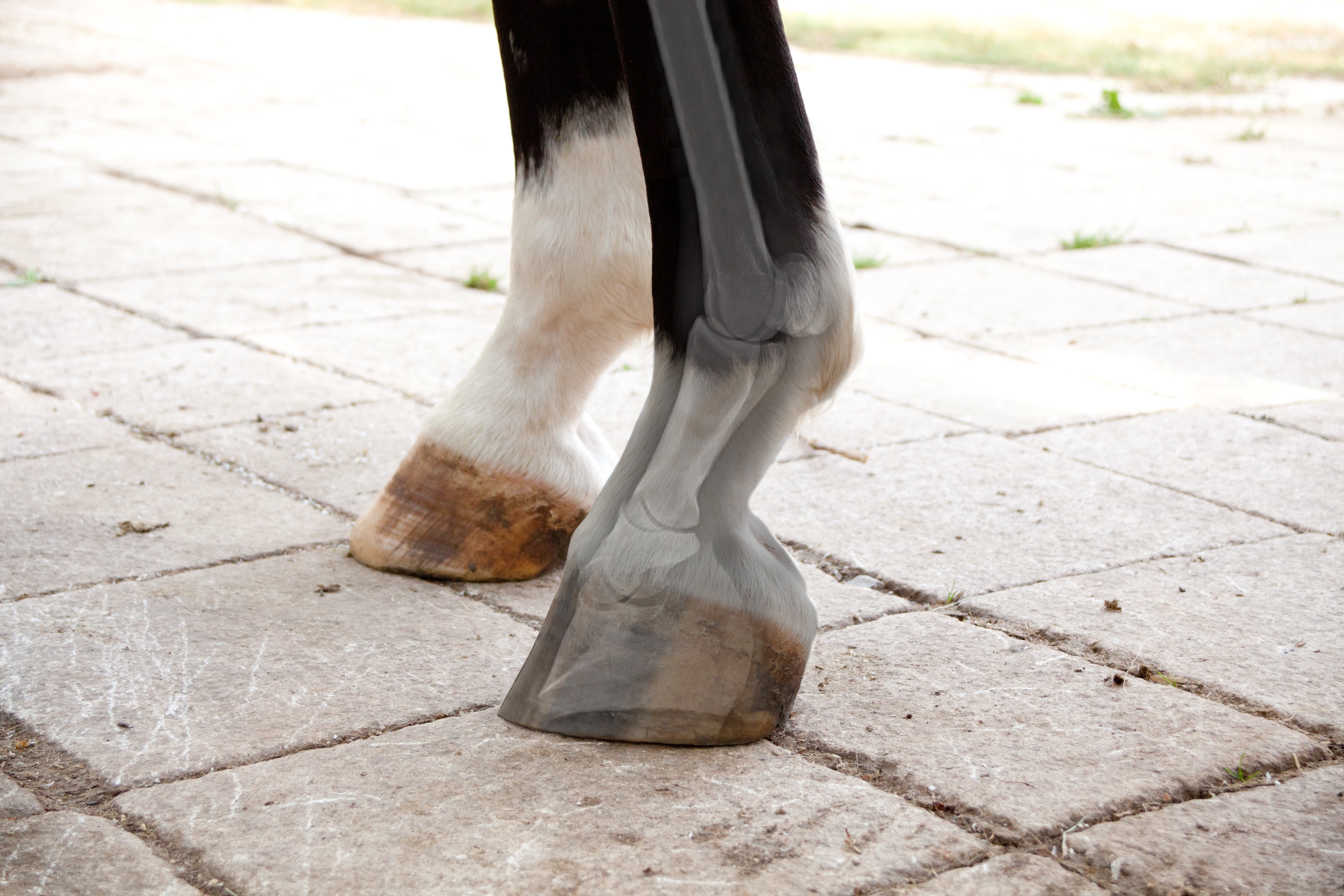 Roentgen-vom-Pferdebein-Equine-74