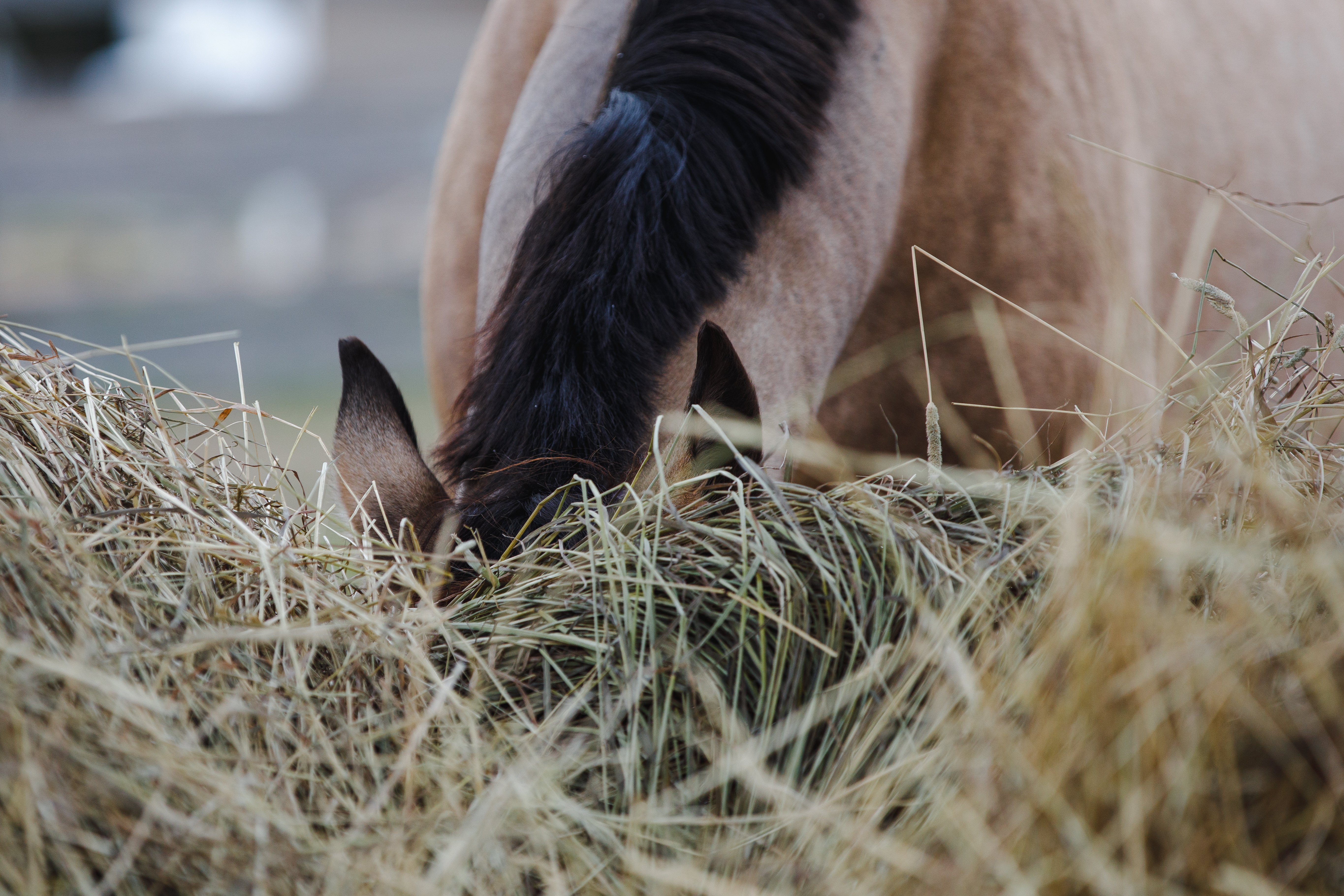 Heu-das-beste-Pferdefutter-Equine-74