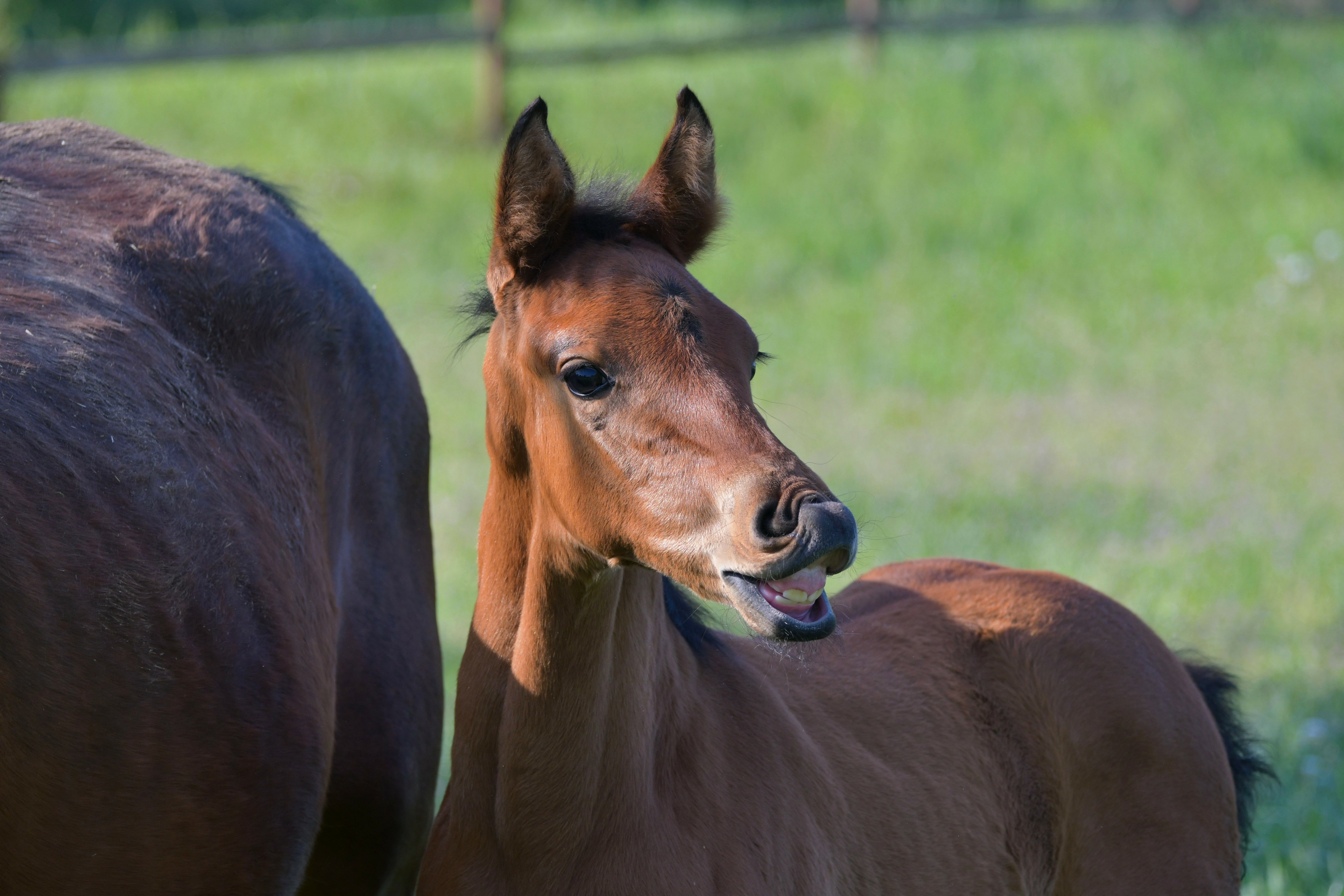 Absetzen-bedeutet-Stress-fuer-Fohlen-Equine-74