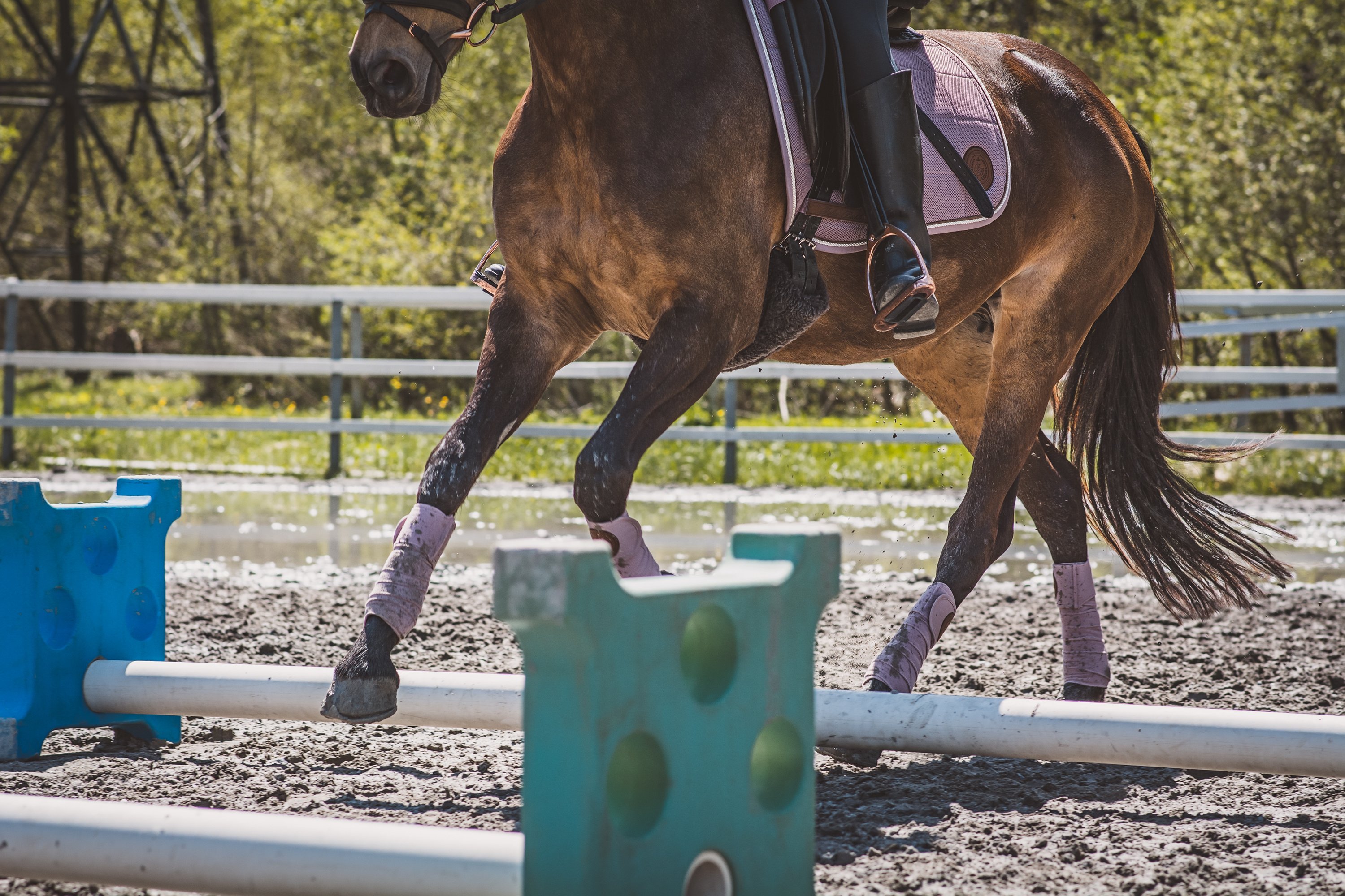 Abwechslung-im-Training-Equine-74