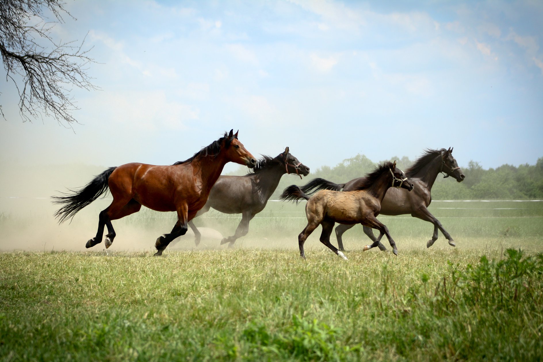 Gestresste Pferde Equine 74