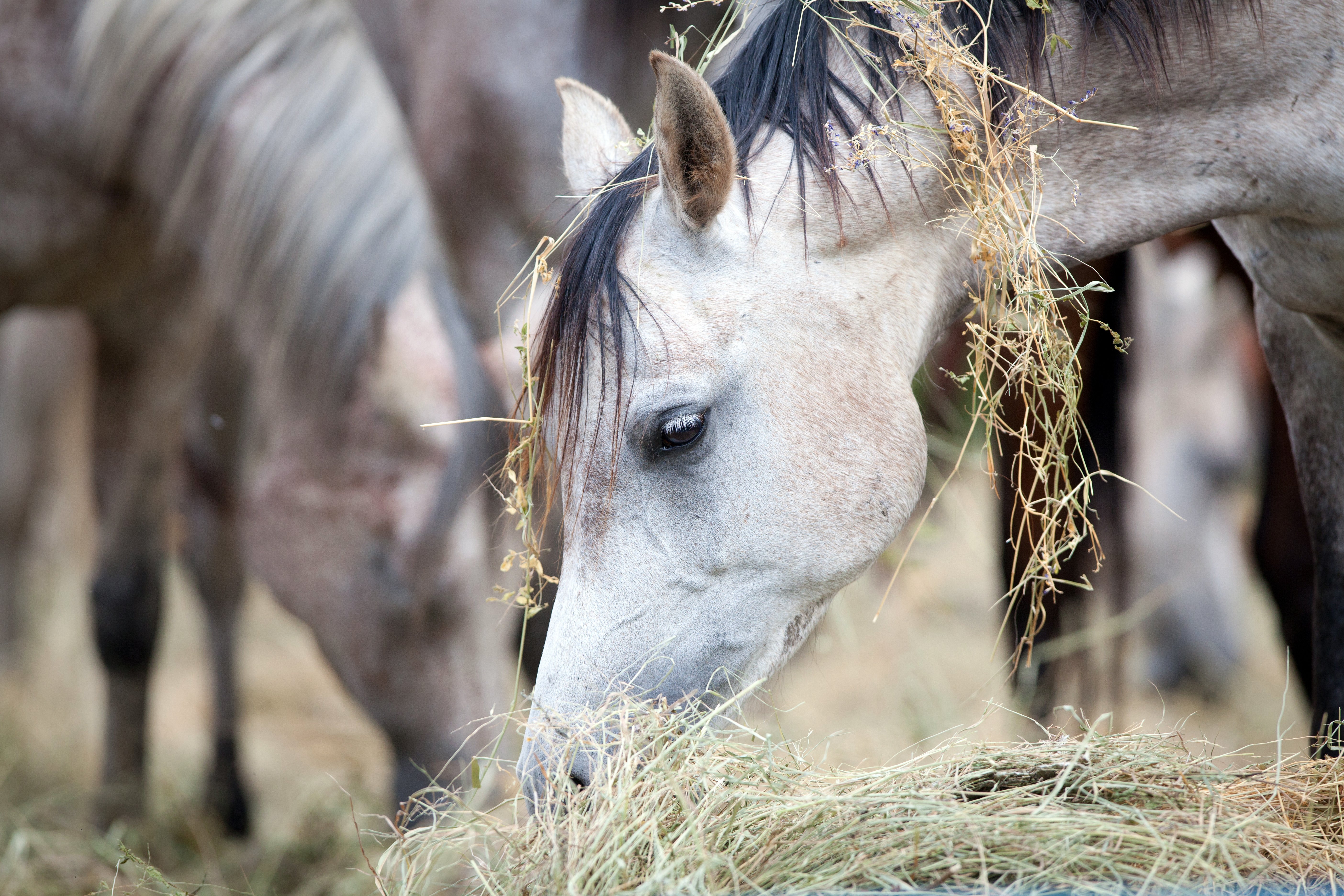 AdobeStock_57865241-1