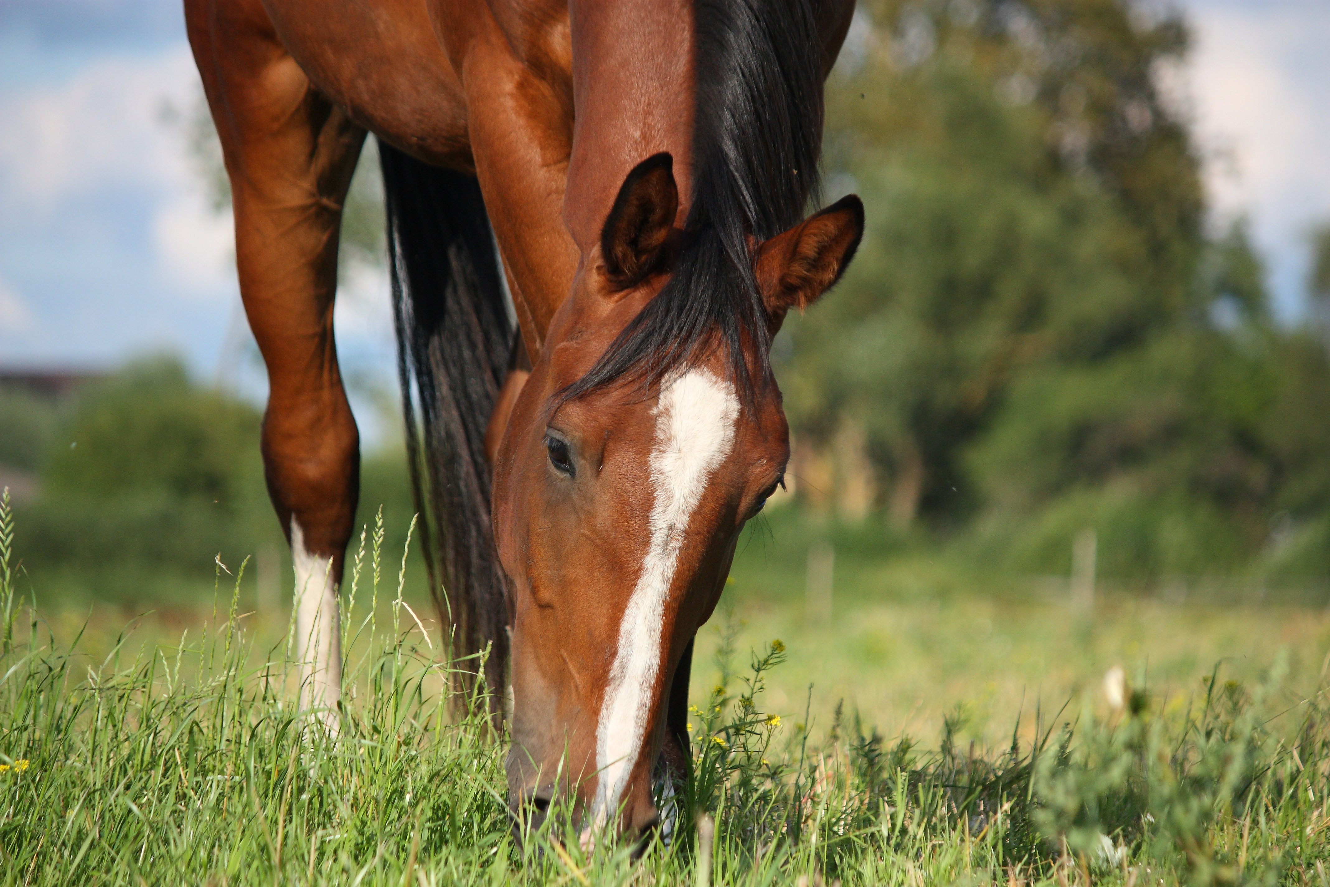 continuously consume small amounts of roughage equine74 