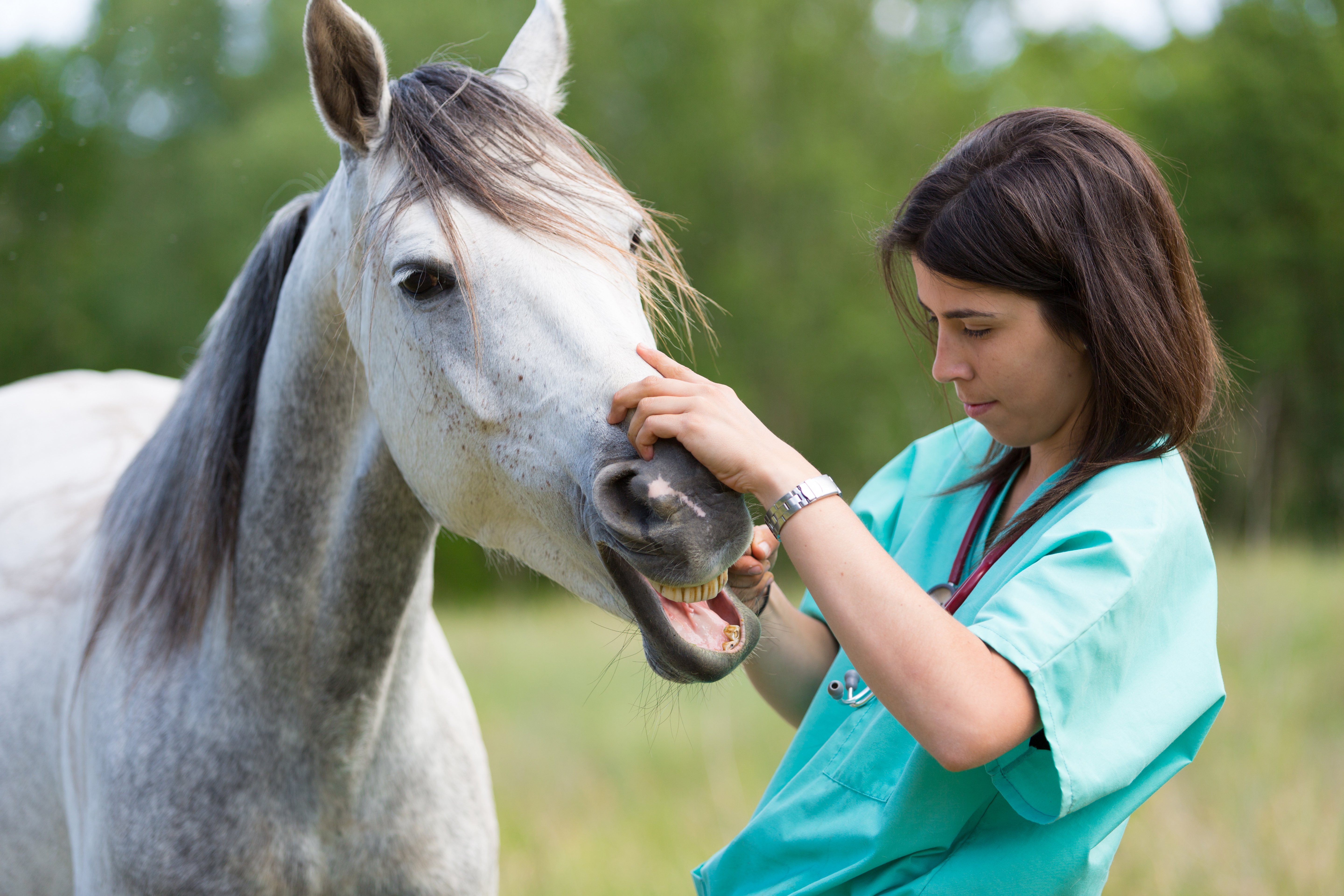Pferdewissenschaften Equine 74  