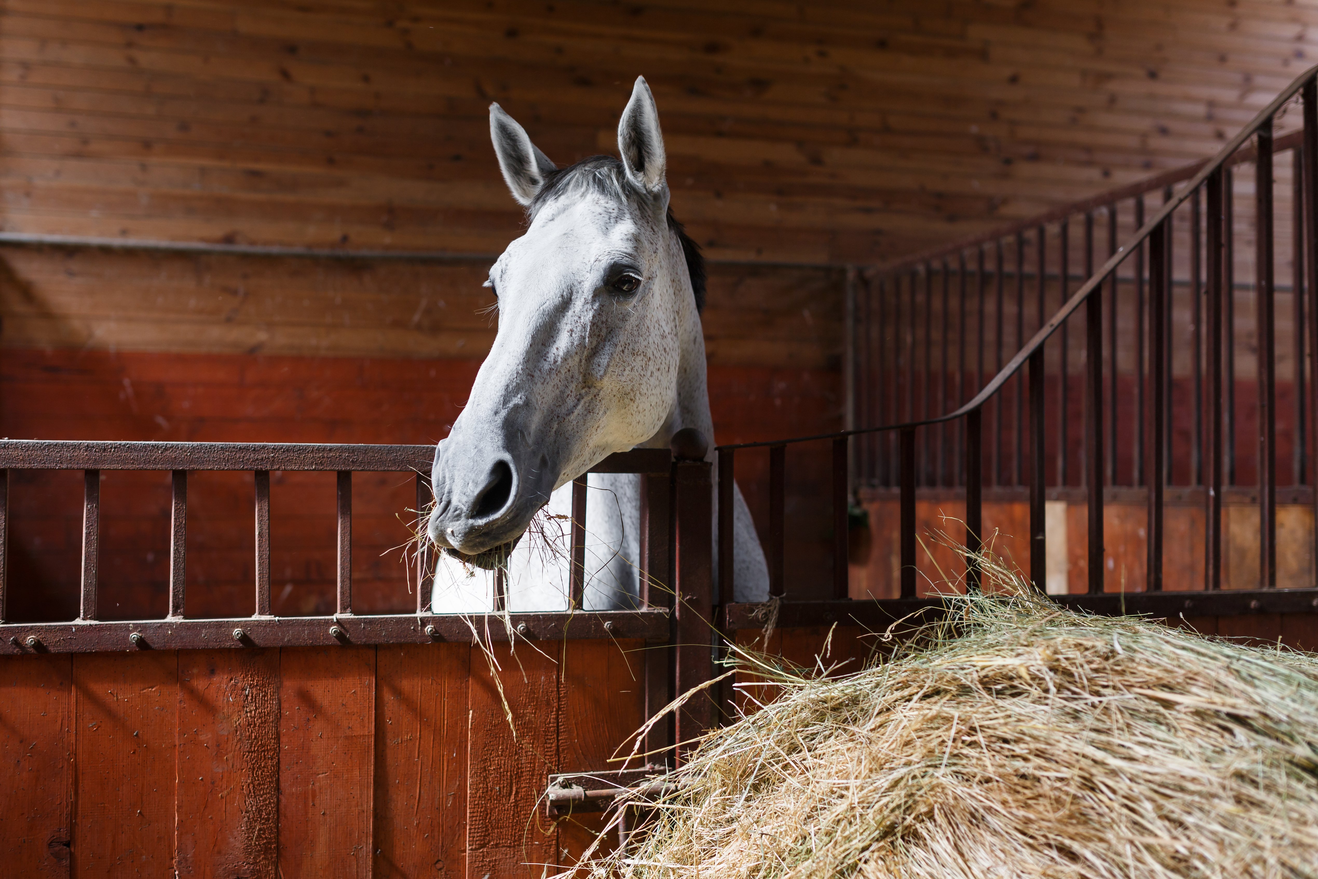 Raufaser-fuer-Pferde-Fuetterung-Equine-74