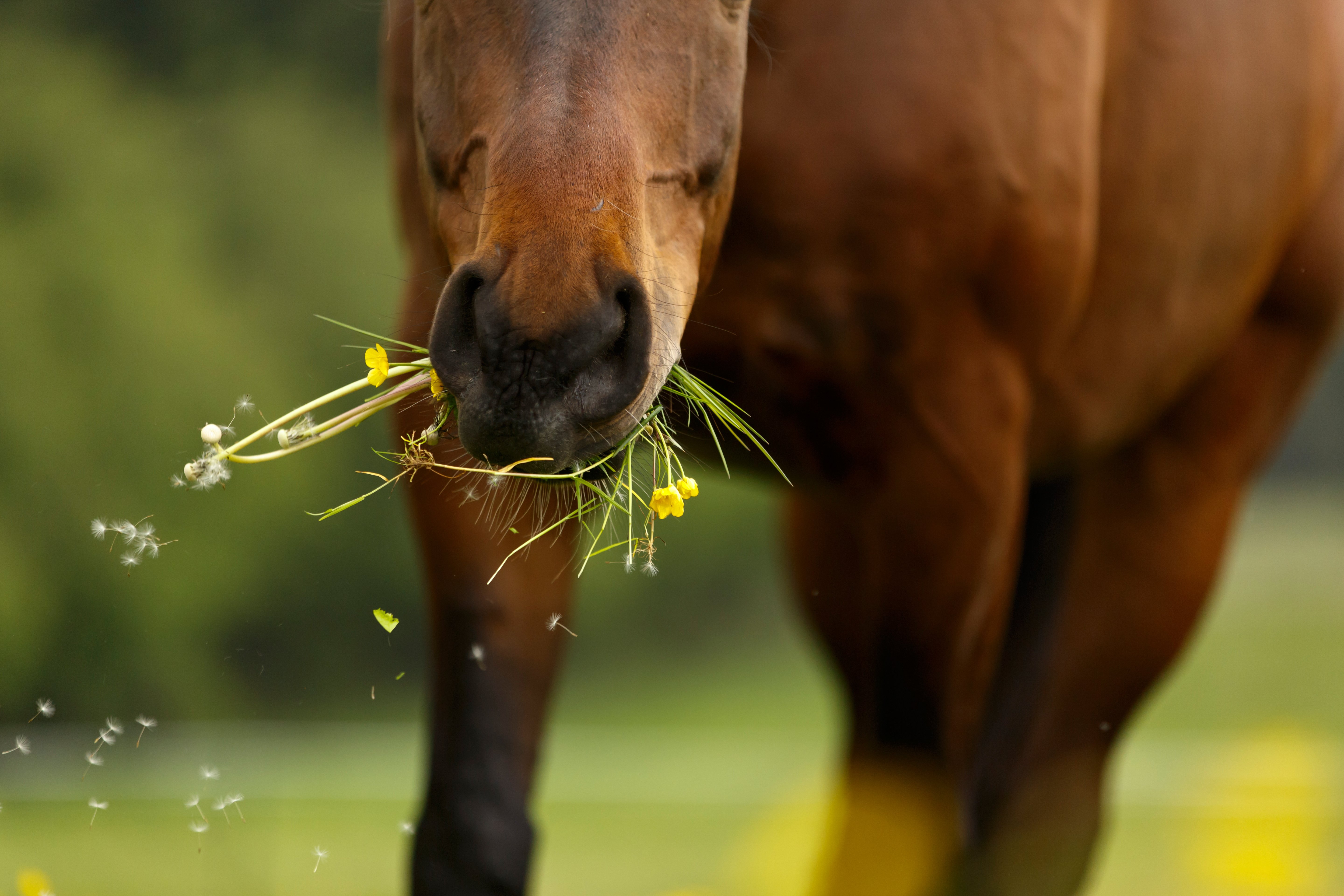 Gras-fuer-Pferde-Equine-74