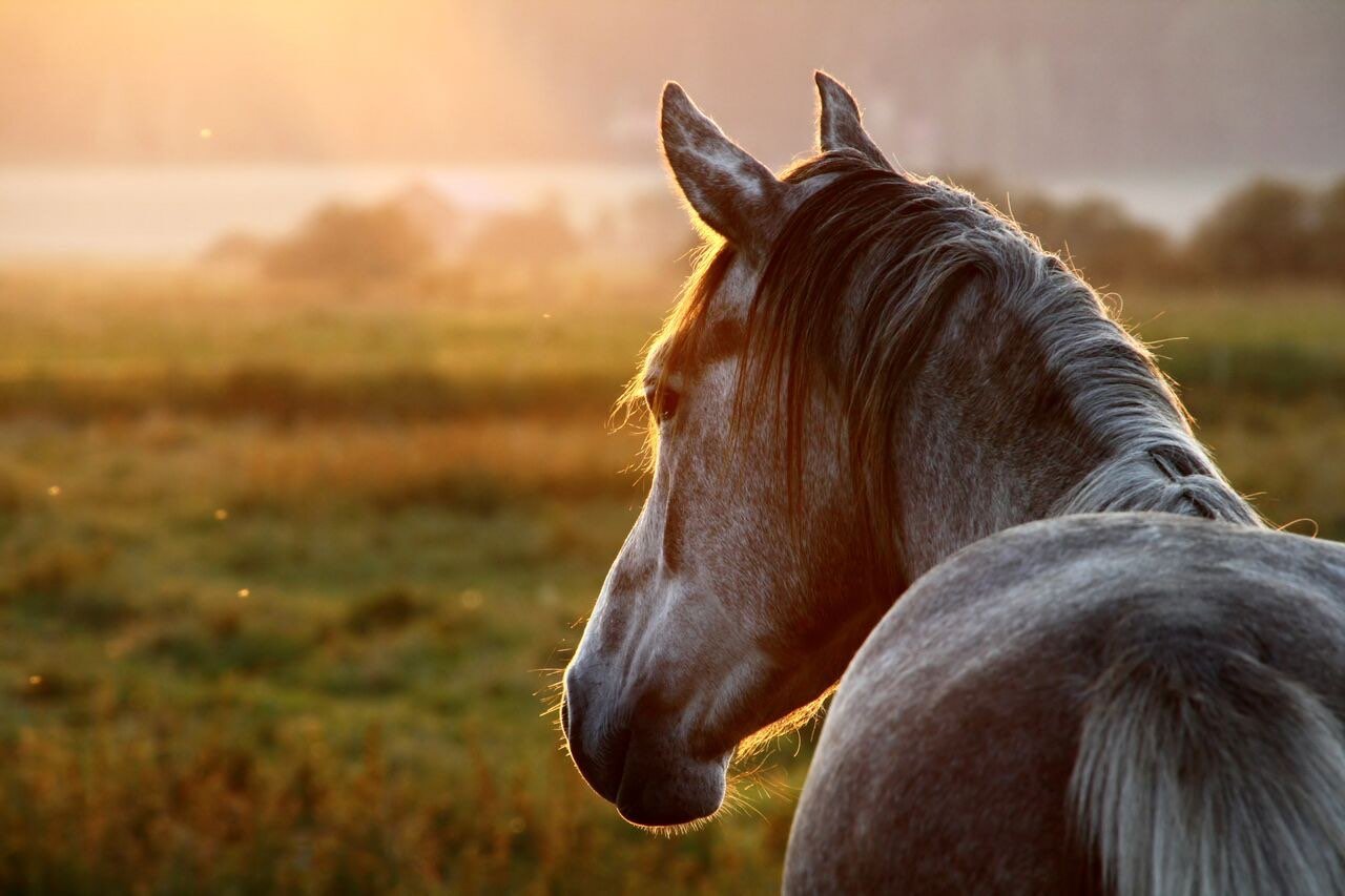 Equine74Gastric-Pferdekopf-Sonnenuntergang