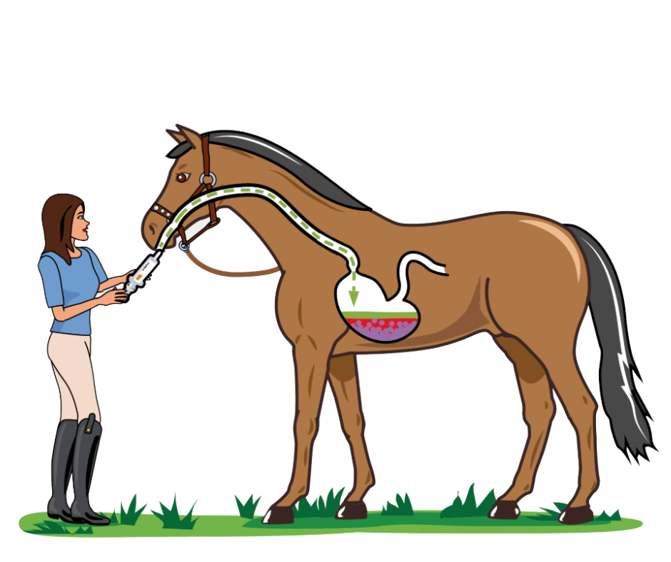 Equine-74-Calmrelax-ready-to-administer