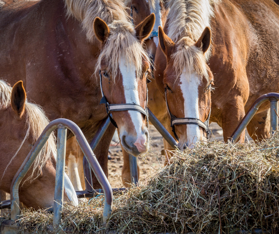 Raufutter-pH-Wert-Pferd-Equine-74