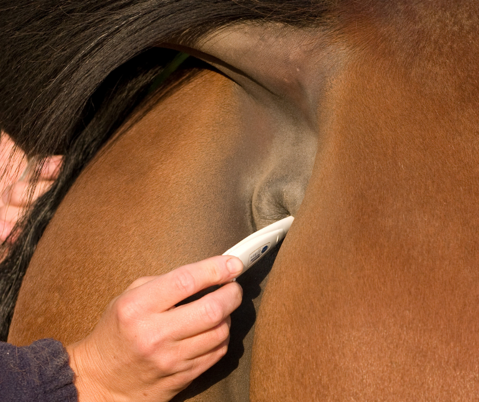 Fieber-beim-Pferd-messen-Equine-74