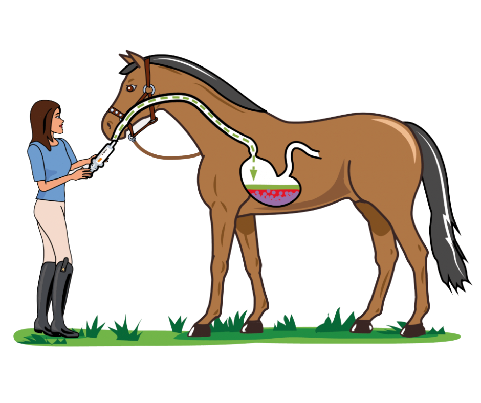 CALMRELAX-fuer-gestresste-Pferde-Equine-74