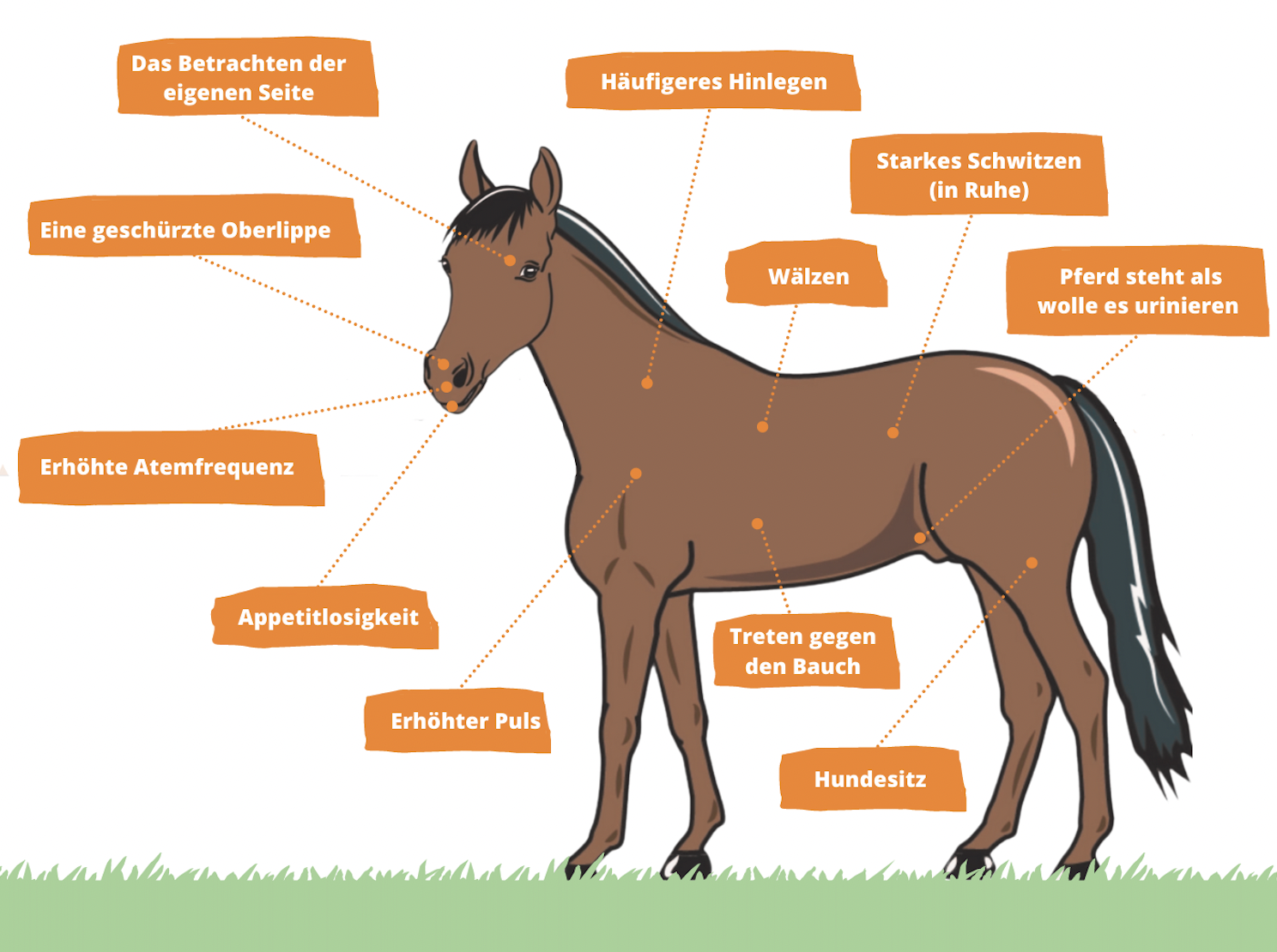 Symptome-einer-Kolik-beim-Pferd-Equine-74