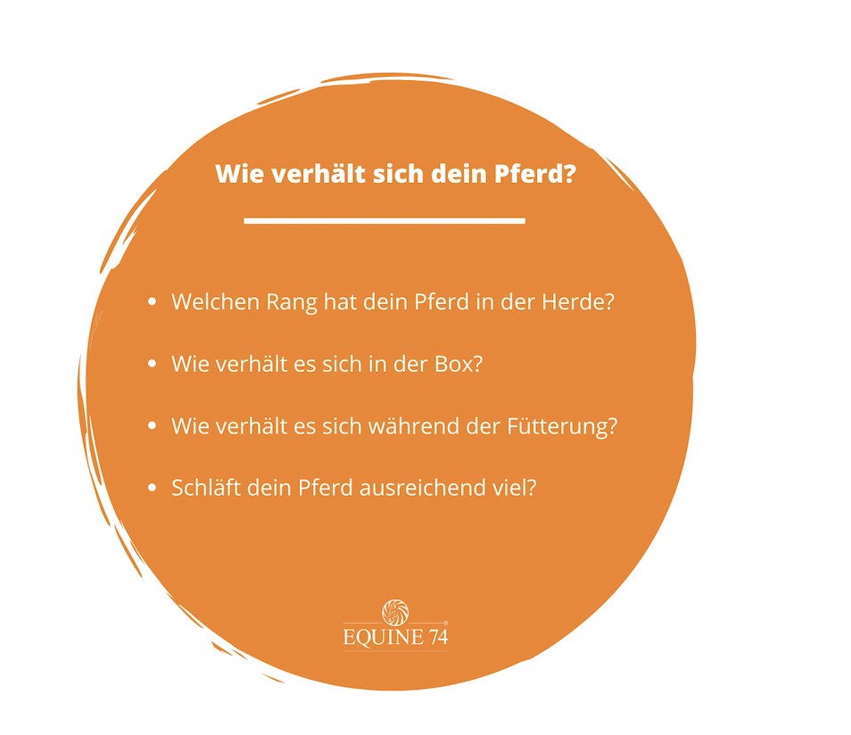 Tierbeobachtung-Pferd-Equine-74