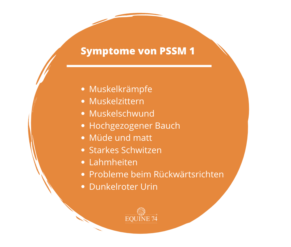 Symptome-PSSM-Pferd-Equine-74