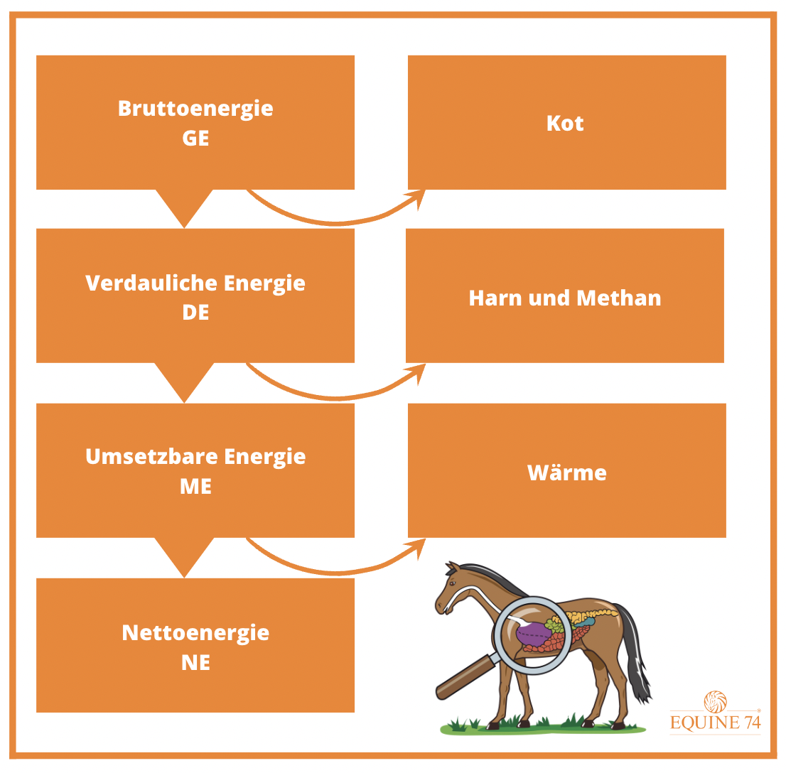 Energiestufen-Futtermittel-Ration-Berechnen-Tabelle-Equine-74