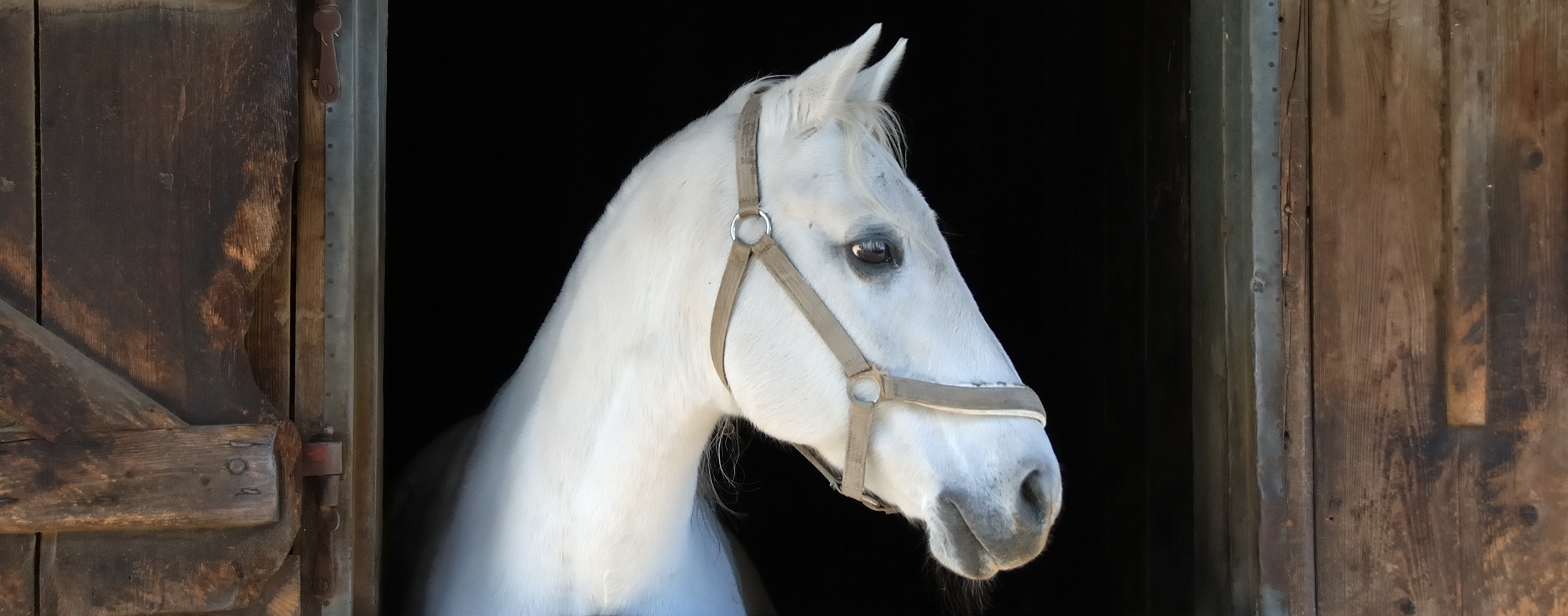 gastric_ulceration_by_horses_equine_74_supports_wellbeing