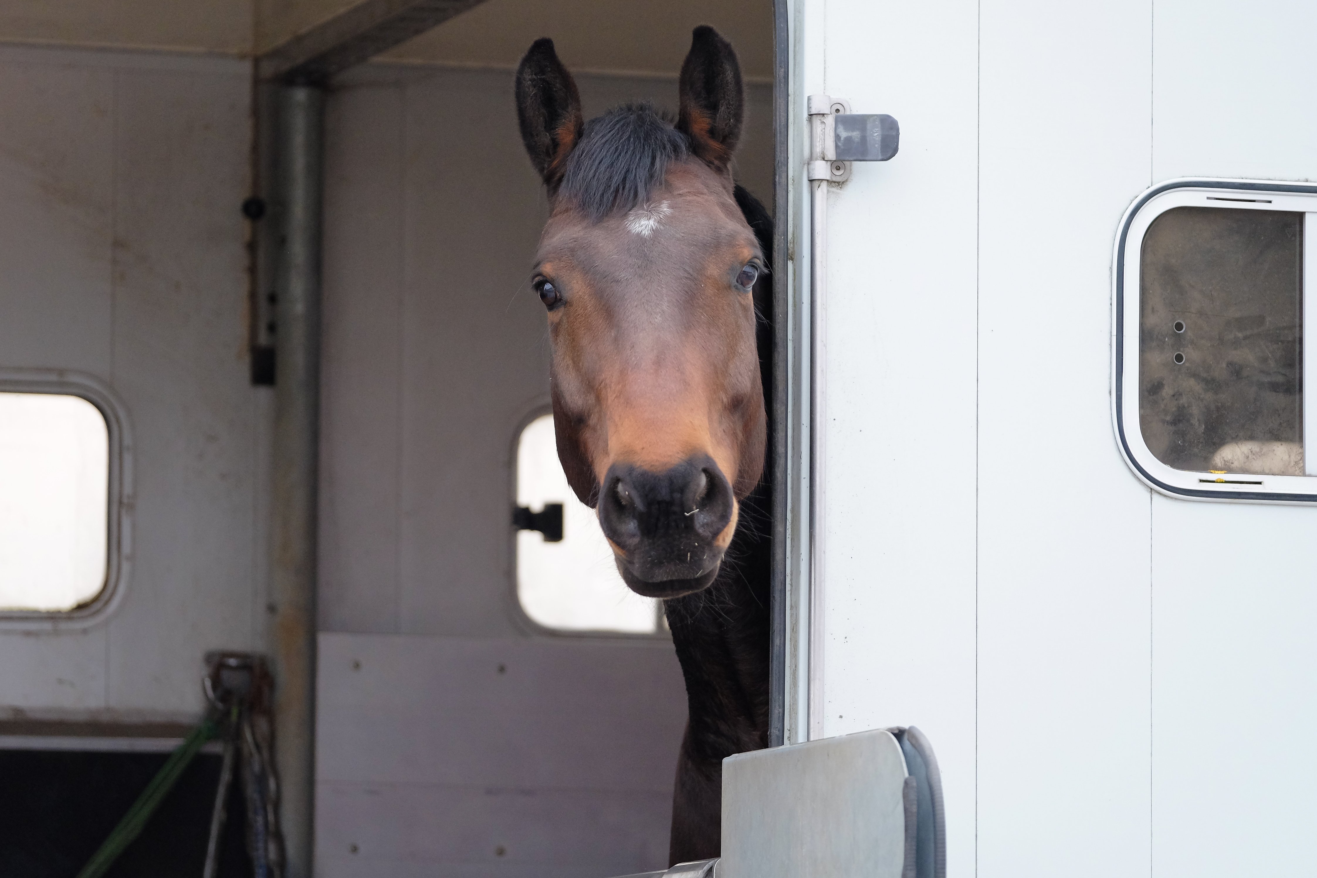 Pferd-im-Haenger-auf-dem-Weg-zu-einer-Kolik-OP-Equine-74