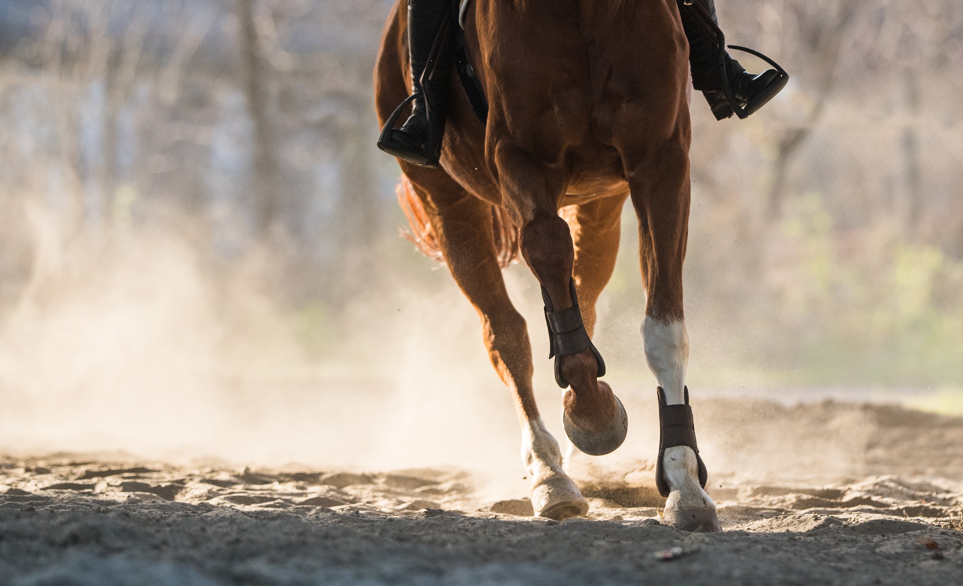 Pferd-mit-PSSM-reiten-Equine-74