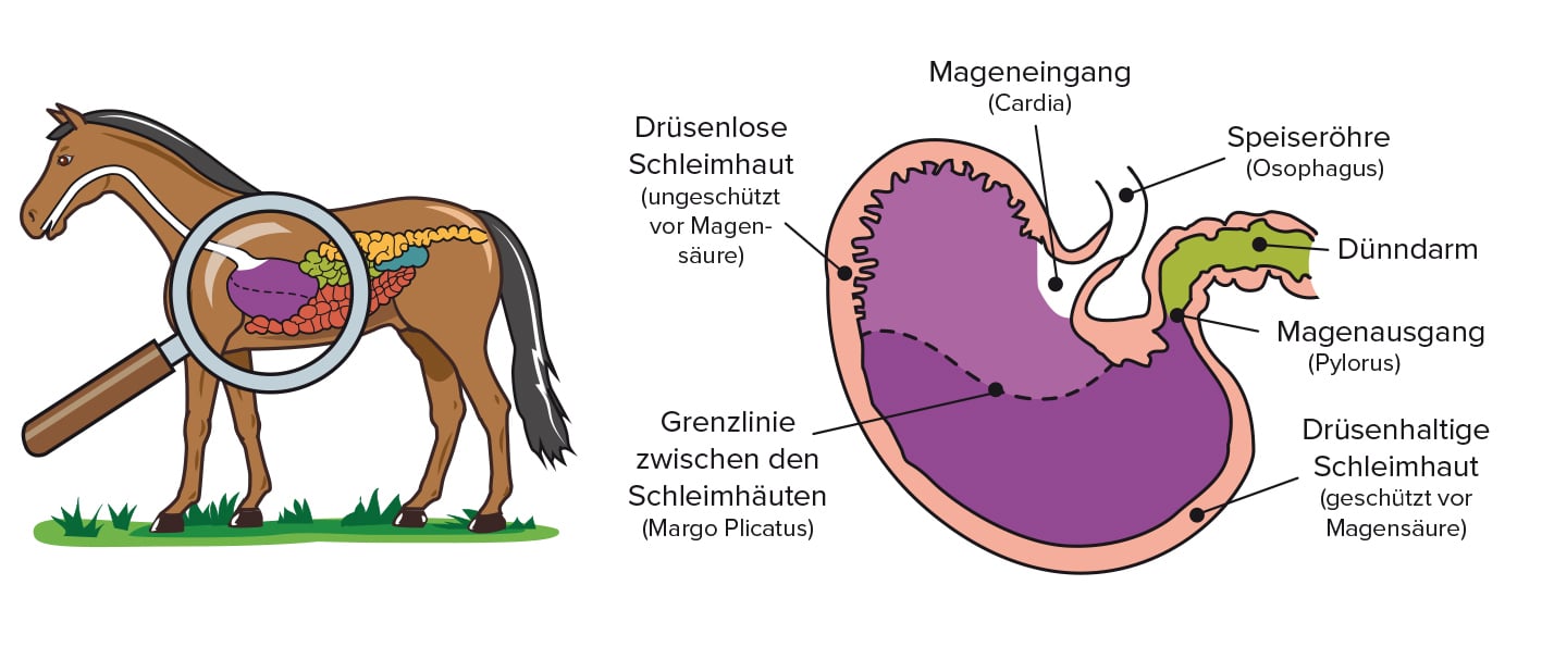 Pferdemagen-Equine-74