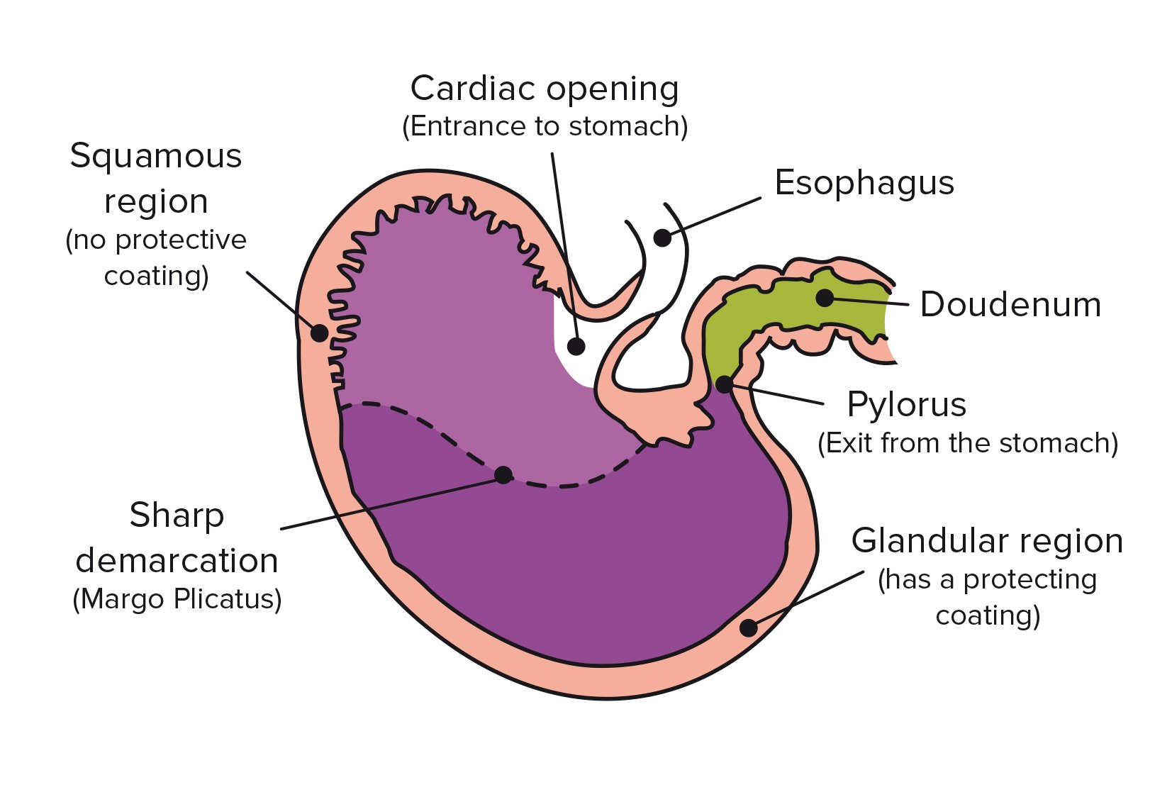gastric-of-a-horse-Equine-74