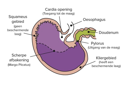 opbouw van de paardenmaag