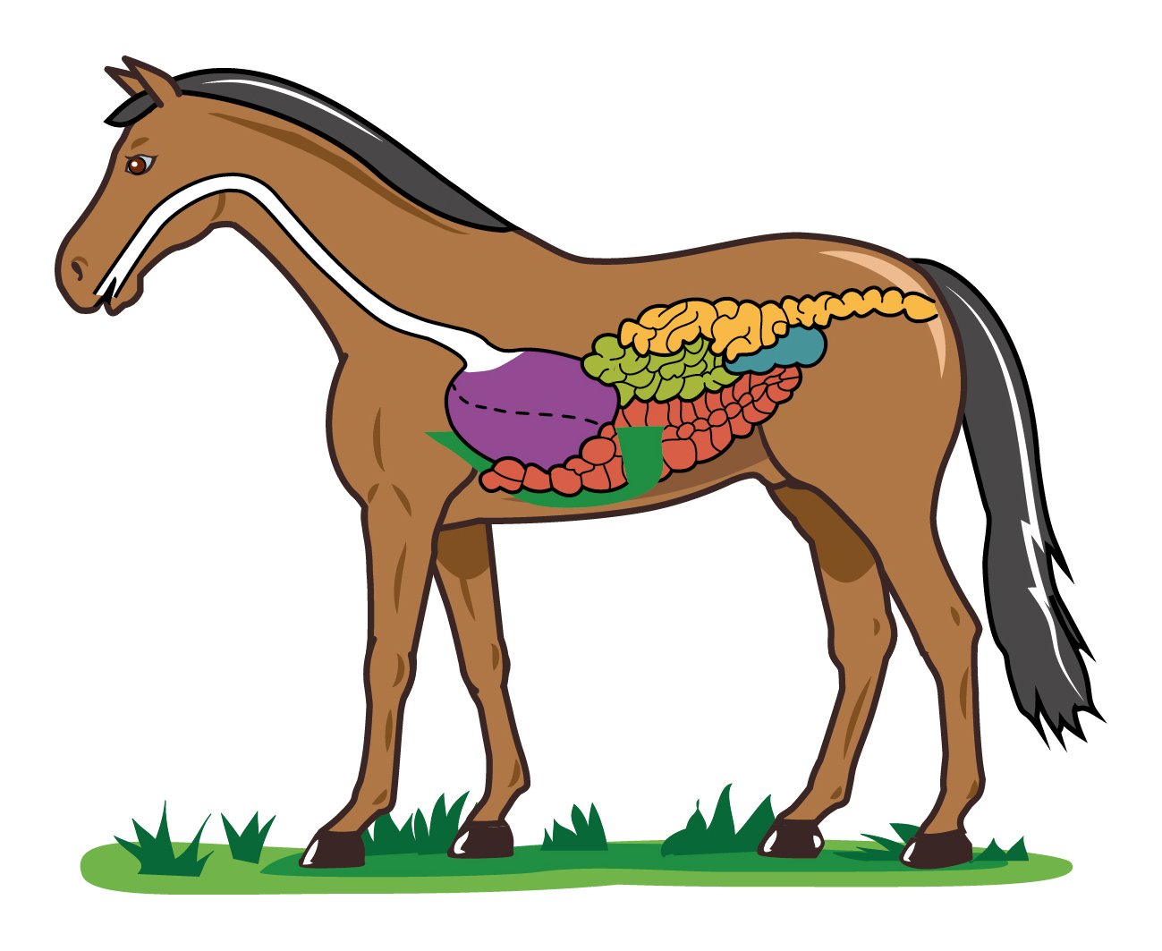 Verdauung-Fuetterung-Pferd-Equine-74