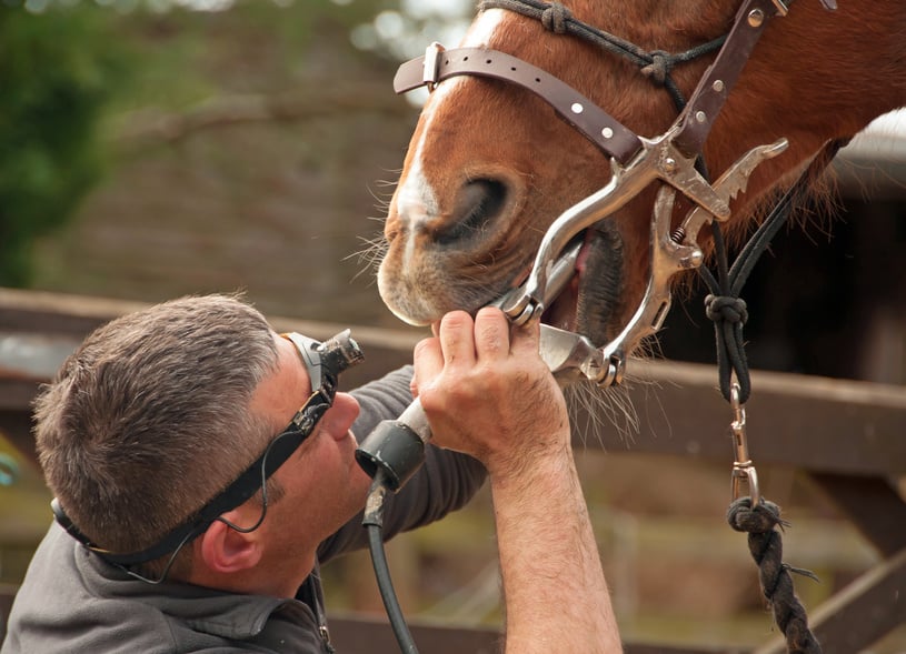 Zahnkontrolle-beim-Pferd-Equine-74