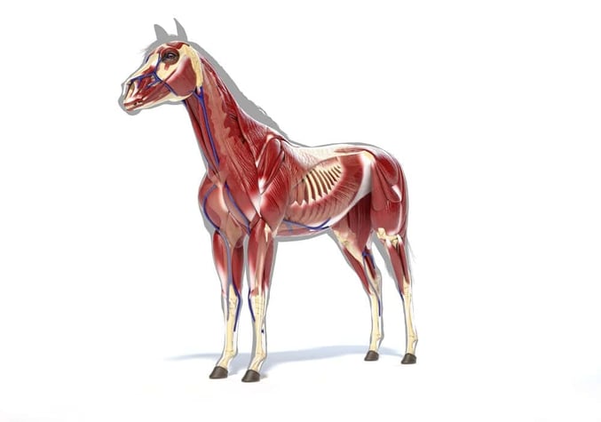 Illustration Muskulatur beim Pferd