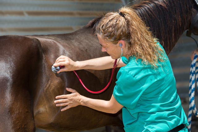 Tierarzt untersucht Pferd im Stall