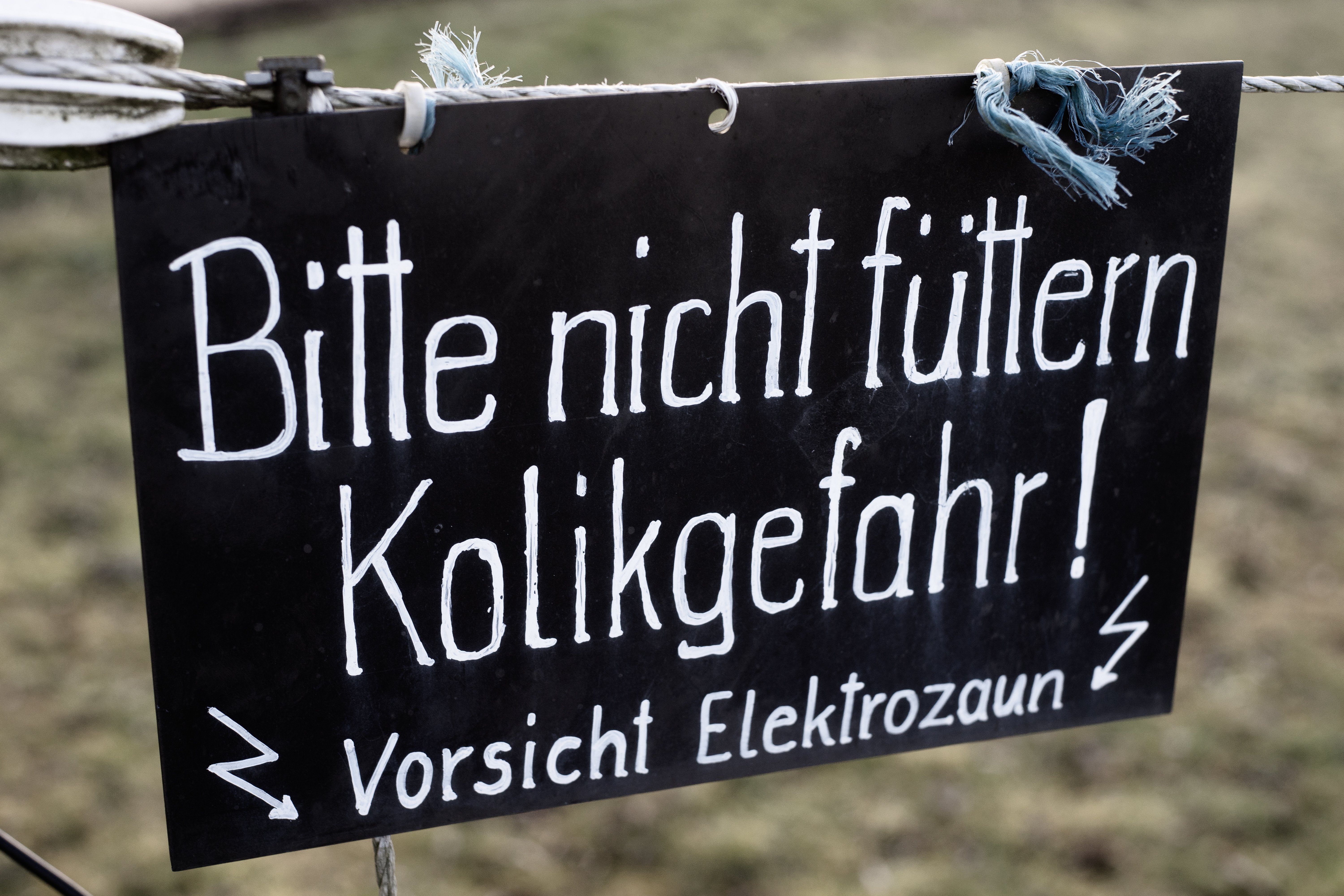 Kolik-beim-Pferd-Equine-74