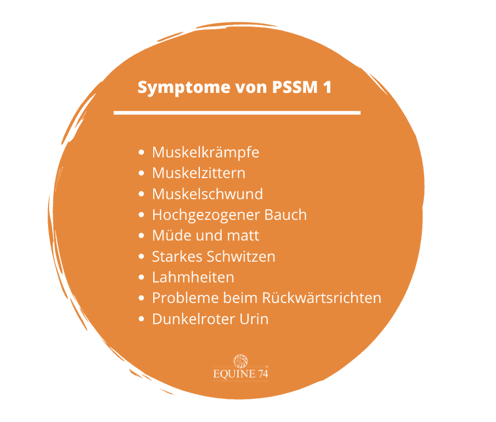 PSSM1 Symptome Pferd