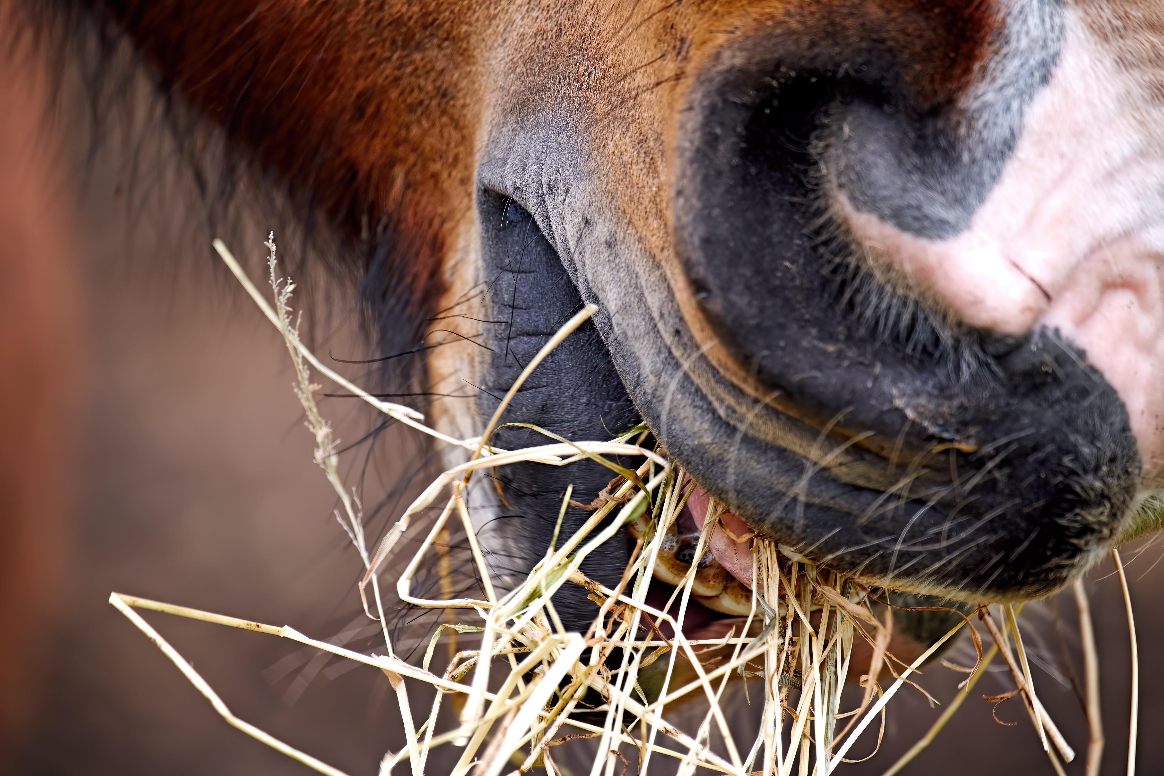 Heu-Pferd-PSSM-Equine-74