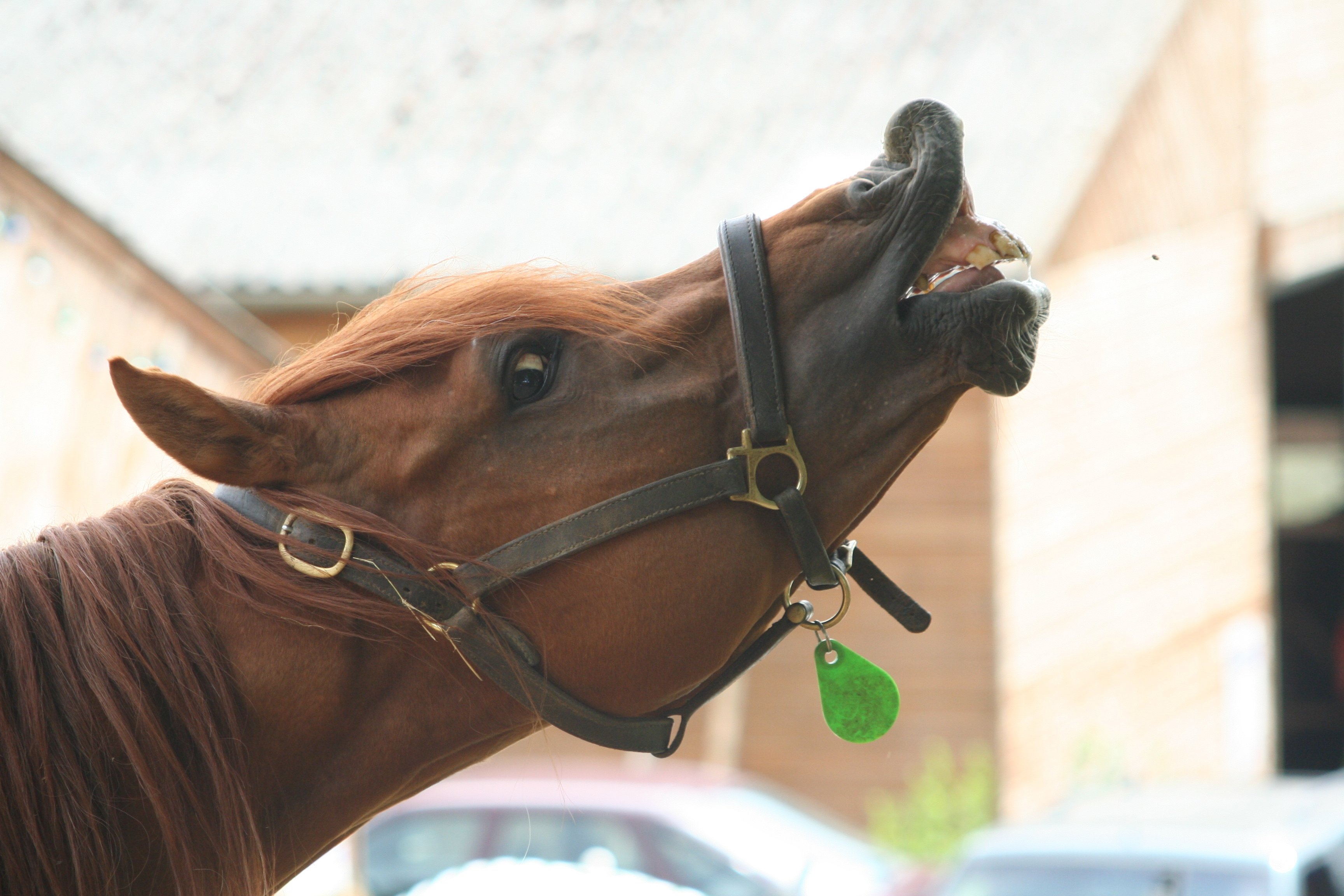 Flehmen_Symptom_Magengeschwuer_Pferd