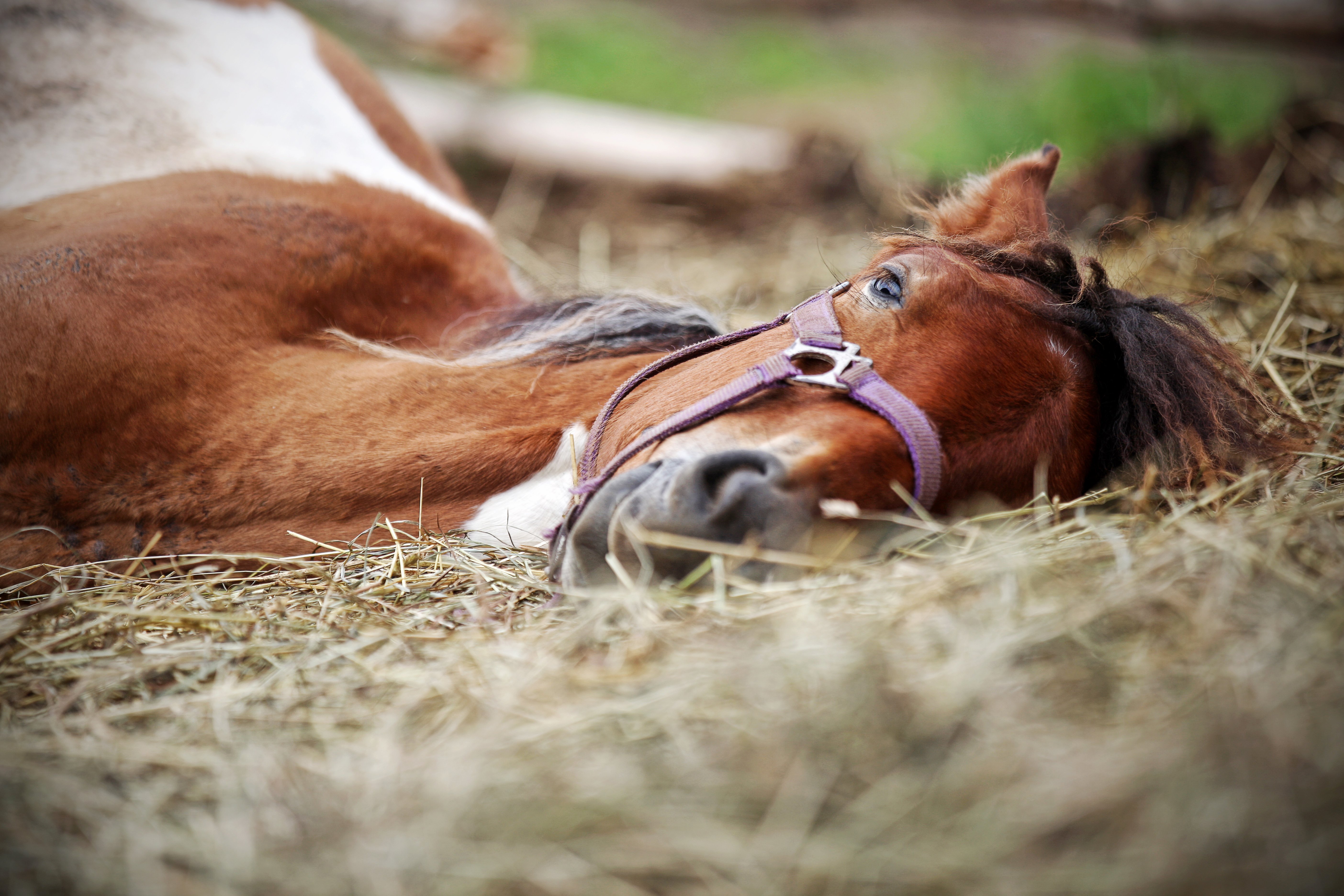 krydstogt forsendelse Flere 21 Symptomer | Sår hos heste | Tidlig opsporing og forebyggelse