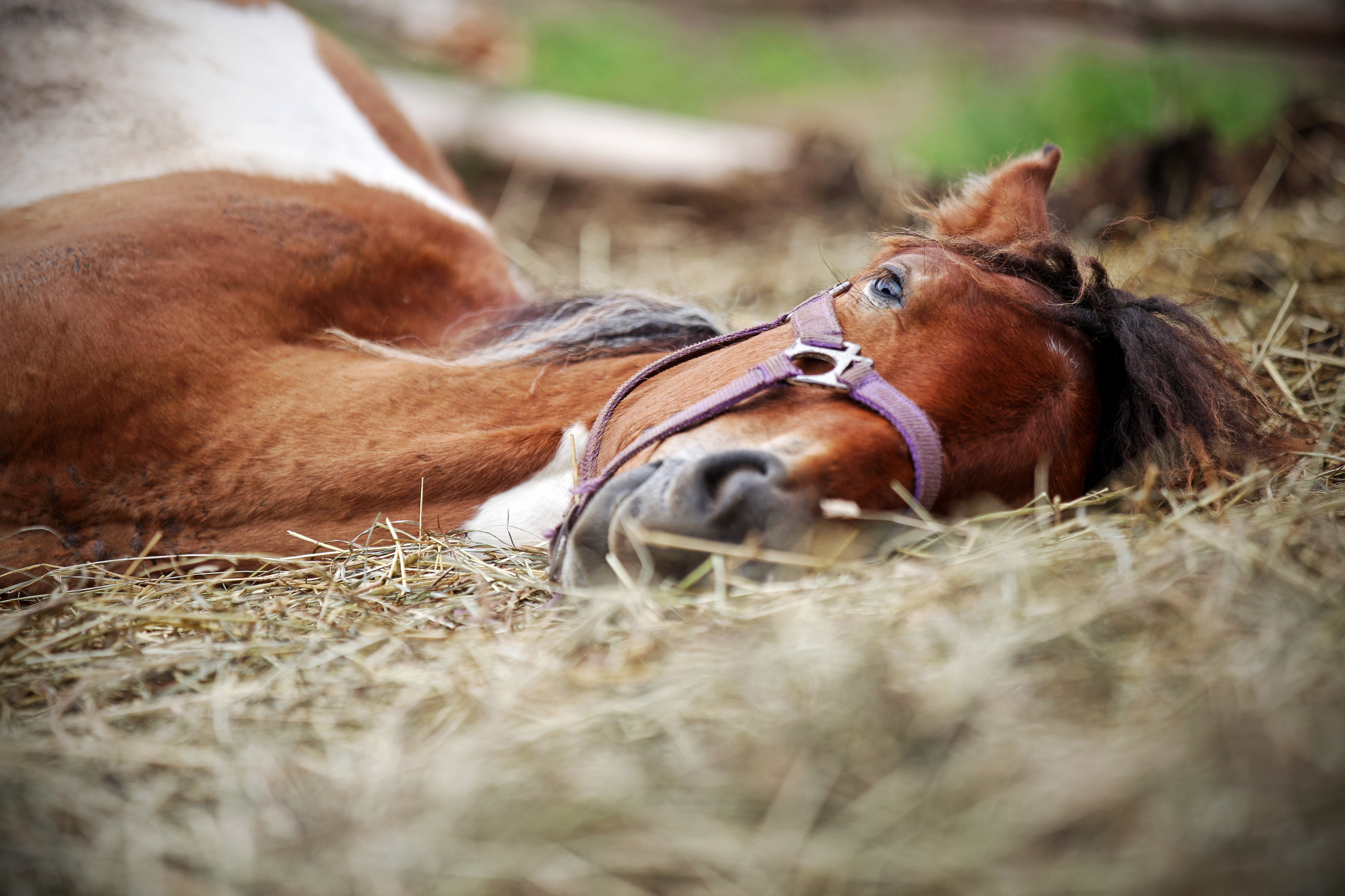 Pferd Zittert Und Frisst Nicht