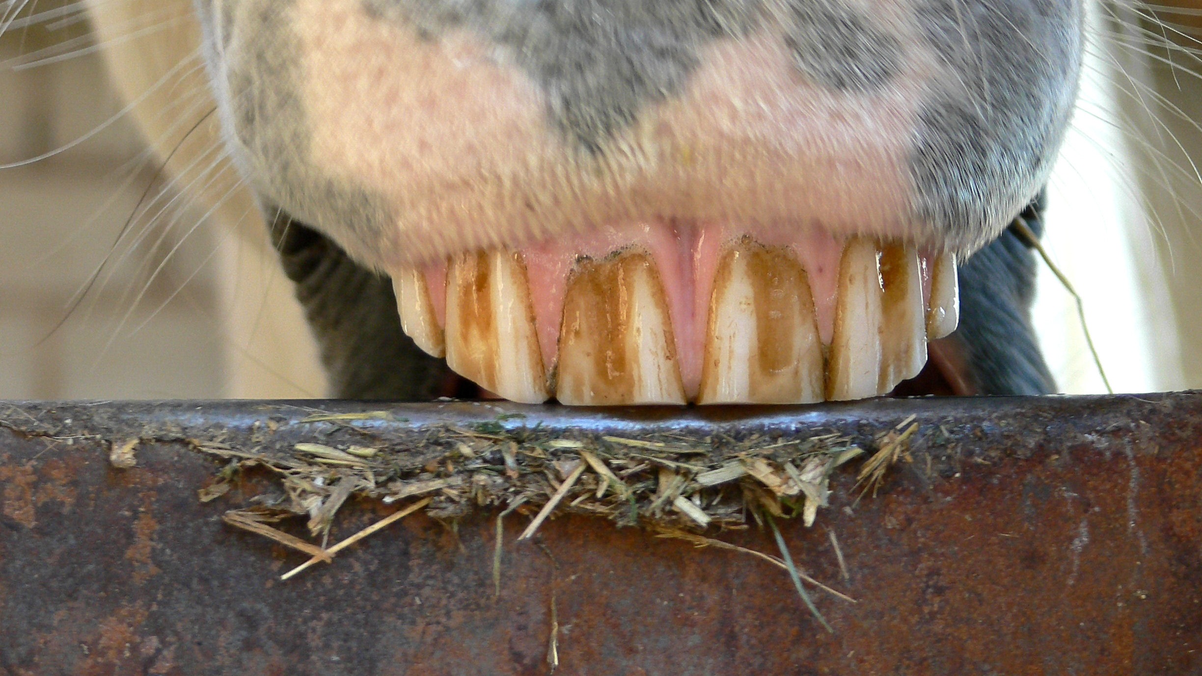 Koppen_Symptom_Magengeschwuer_Pferd-1