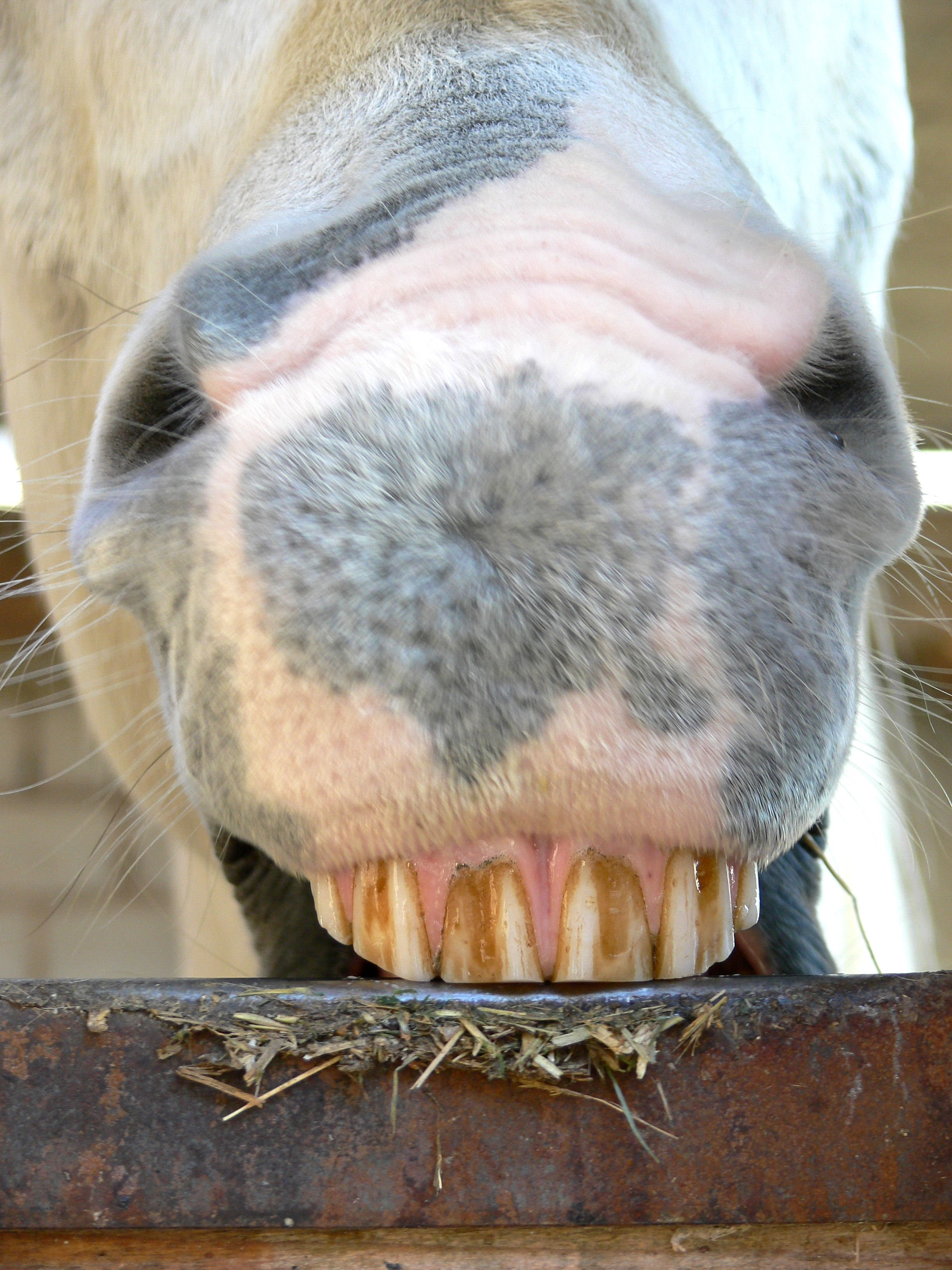 Koppen_Symptom_Magengeschwuer_Pferd