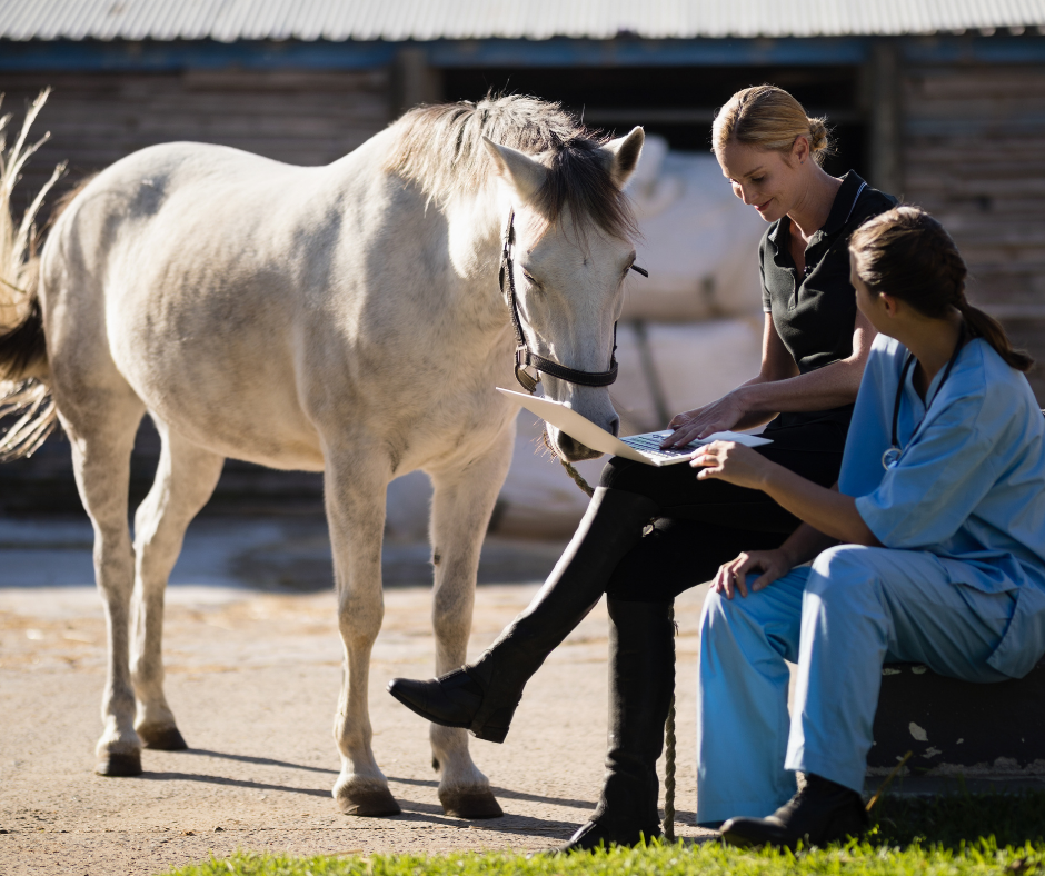 The feeding of molasses in horses